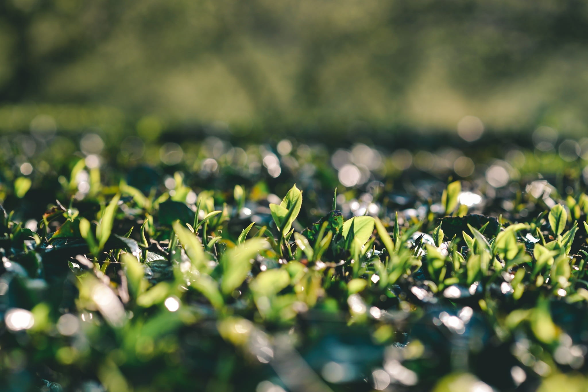 plantation, selective focus, vulnerability, plant, field, growth, green color, beauty in nature, outdoors, close-up, sunlight, surface level, tranquility, HD Wallpaper