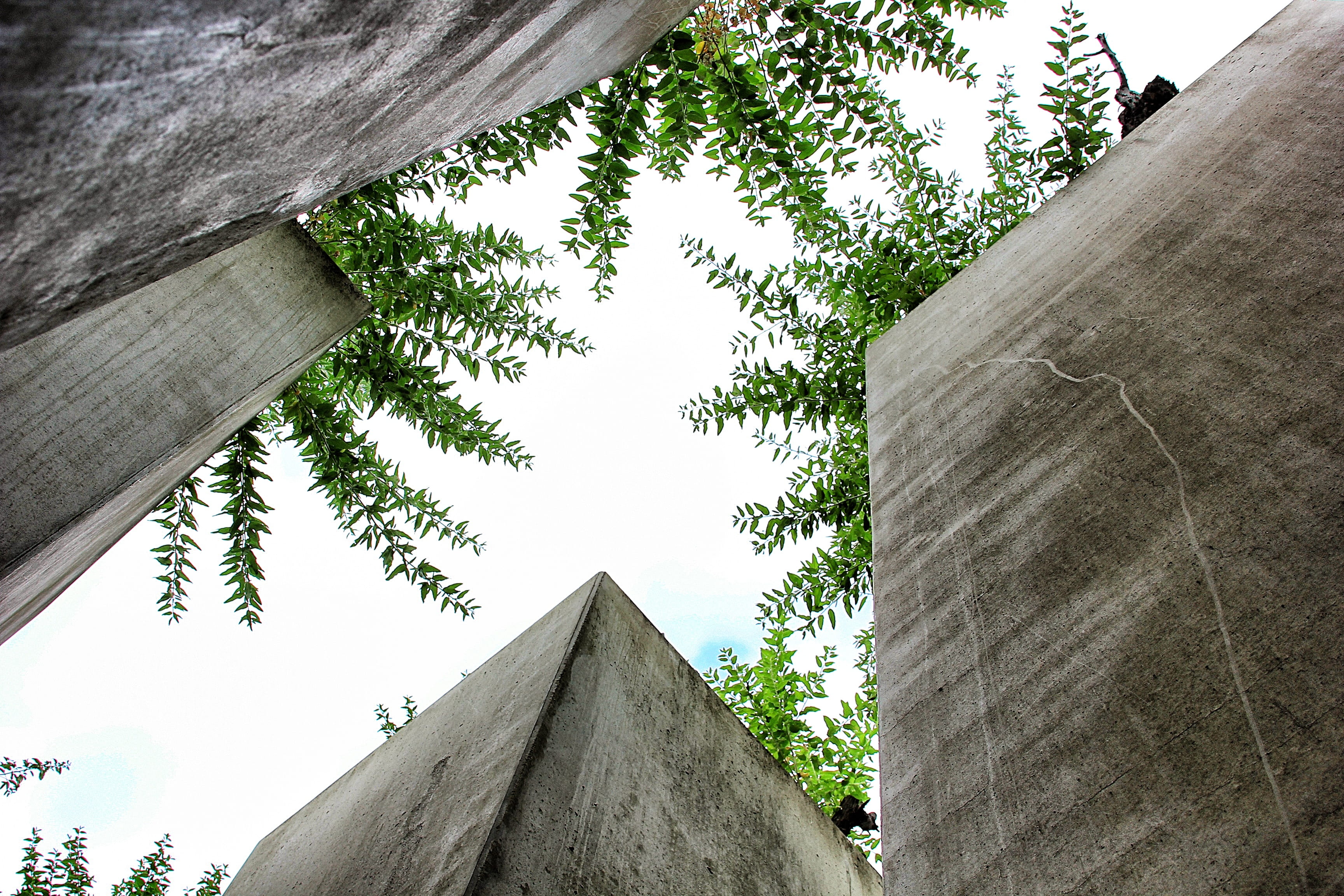 connection, low angle view, concrete, musée, directly below, nature, 2K, sky, building exterior, no people, day, plant, outdoors, tree trunk, architecture, HD Wallpaper
