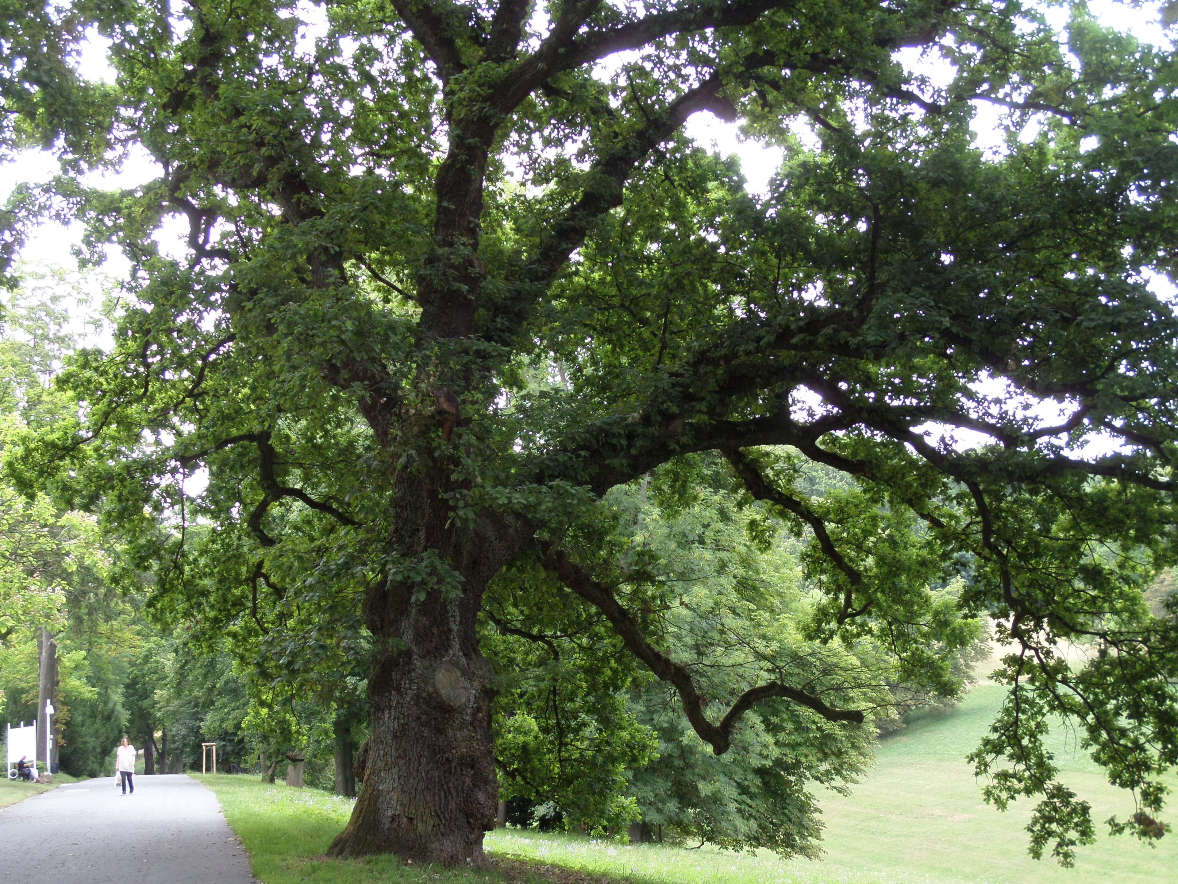 land, nature, treelined, day, outdoors, 4K, beauty in nature, no people, transportation, branch, trunk, footpath, plant, growth, le parc du chateau de coburg franconie allemagne, HD Wallpaper
