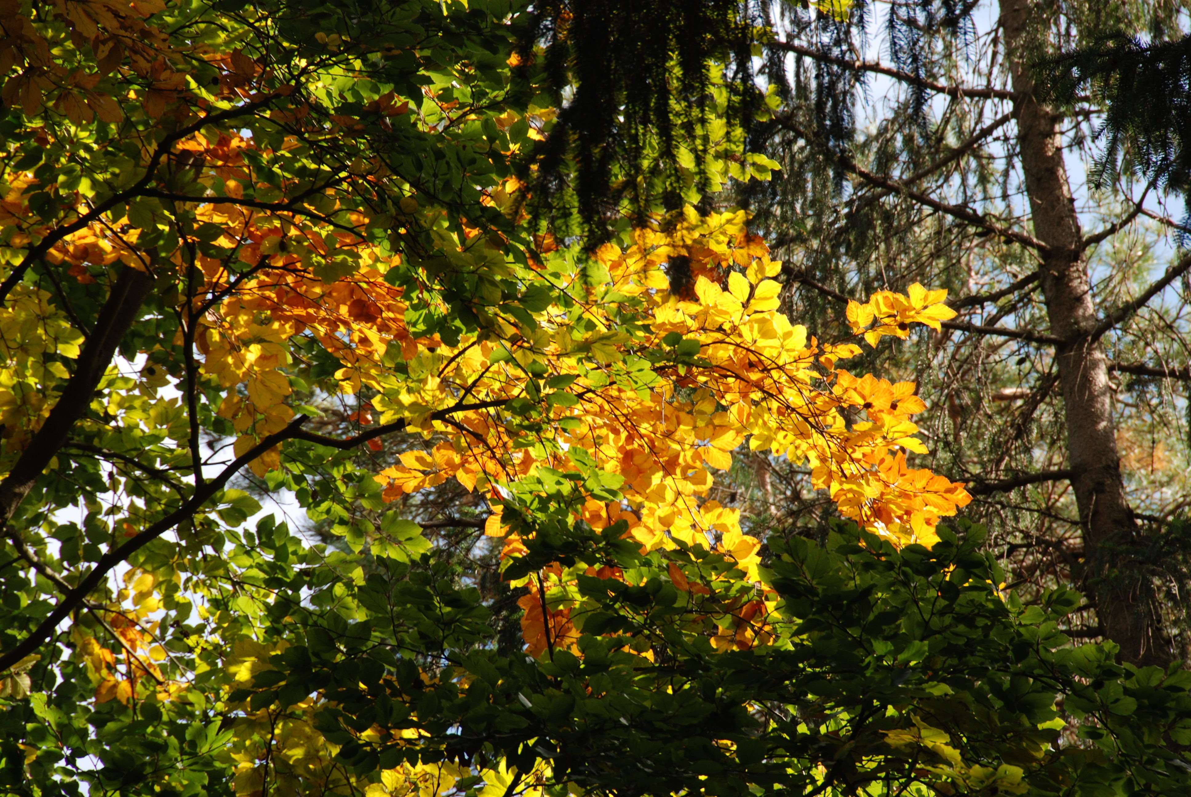 branch, scenics - nature, plant, plant part, beauty in nature, outdoors, autumn sun, growth, autumn, 4K, fall foliage, tranquility, natural condition, HD Wallpaper