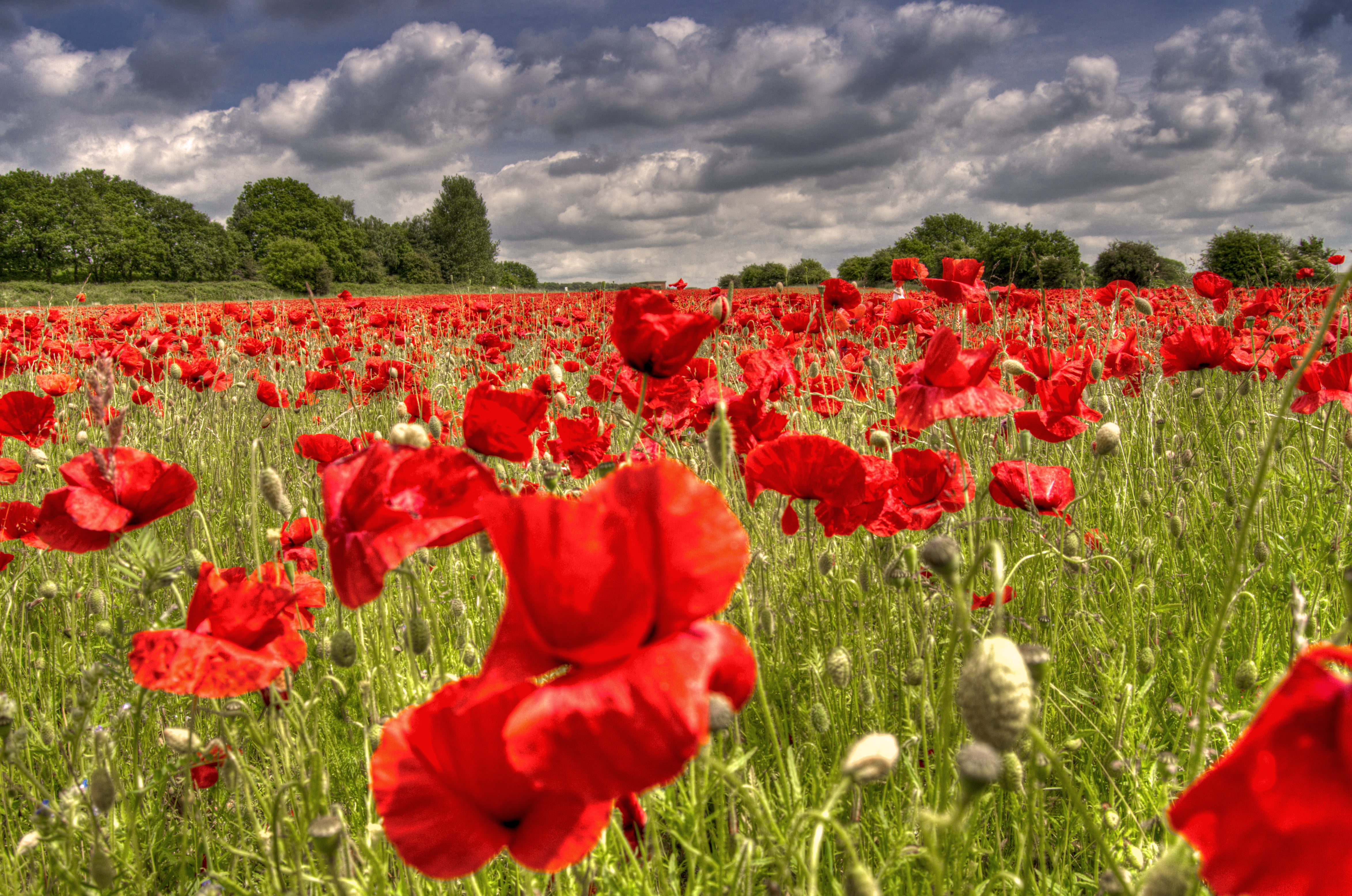 springtime, poppies, tulip, red  green, poppy, beauty In Nature, summer, flower, sky, rural Scene, red, daytime, field, plant, cloud, outdoors, 4K, nature, HD Wallpaper