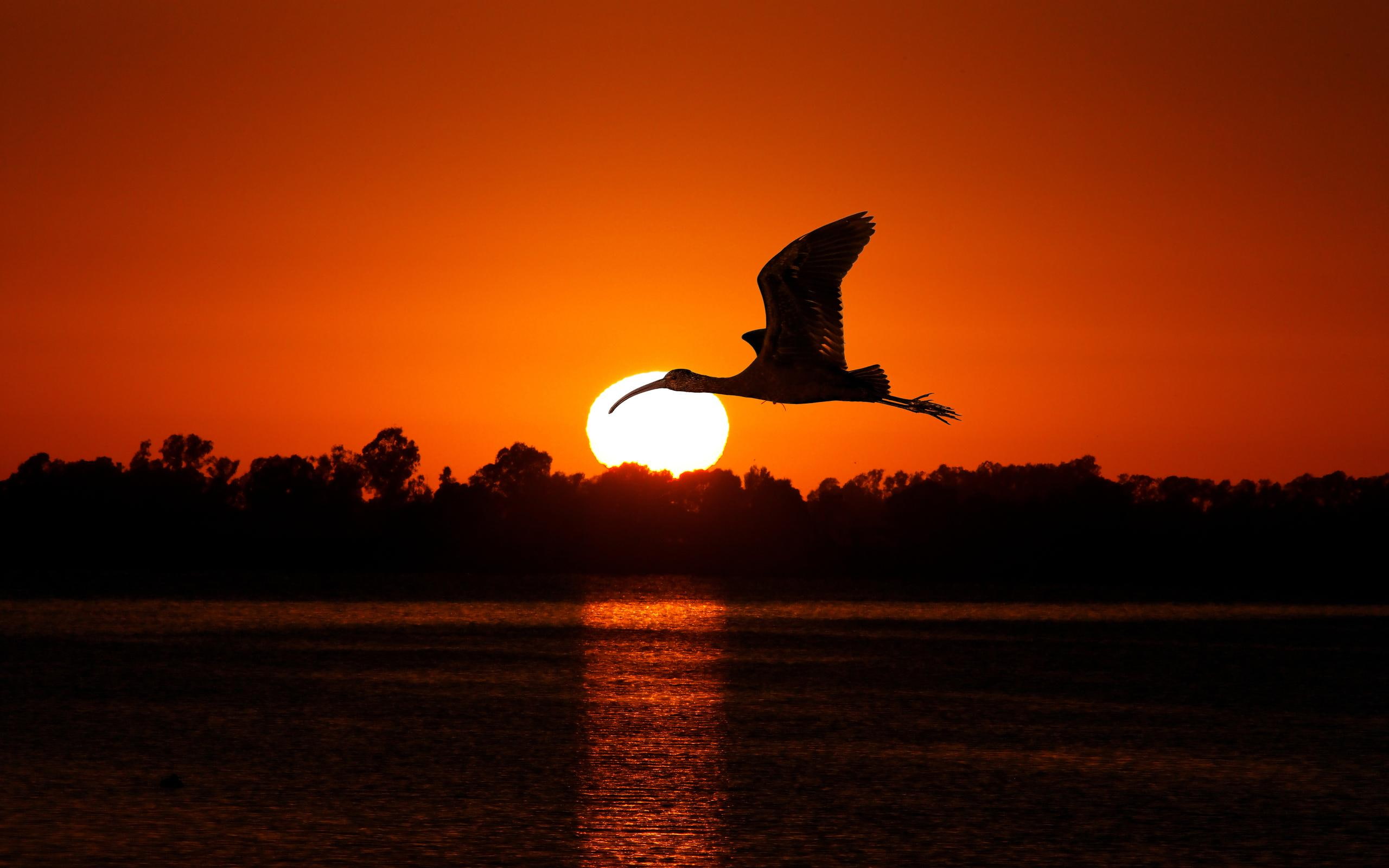 silhouette, bird, nature, 3d and abstract, sunset, animal, water, beauty, photography, flight, 2K, last, HD Wallpaper