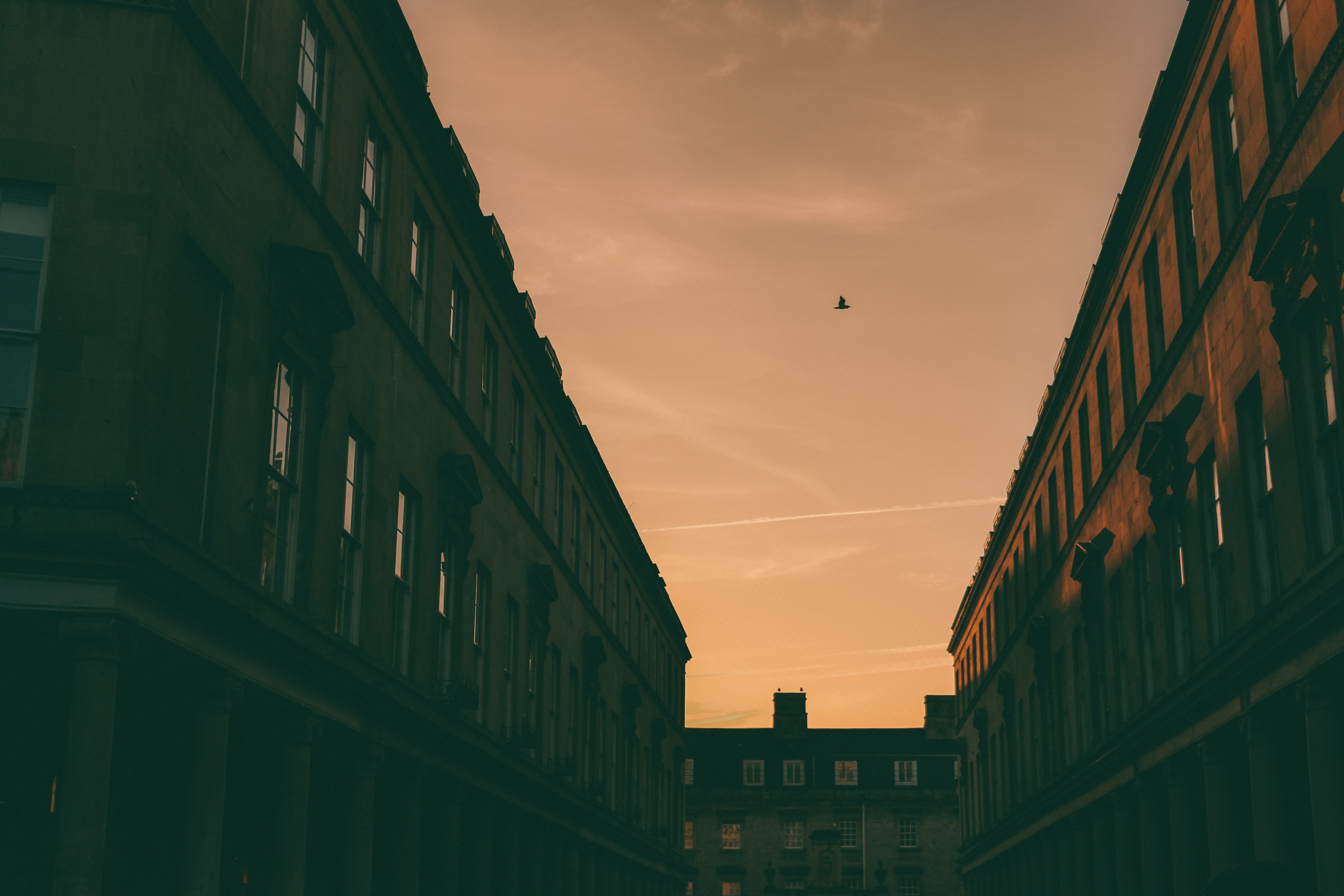 animal wildlife, geometric, obscure, skyscraper, minimal, no people, abstract, last light, low angle view, window, apartment, built structure, minimalism, HD Wallpaper