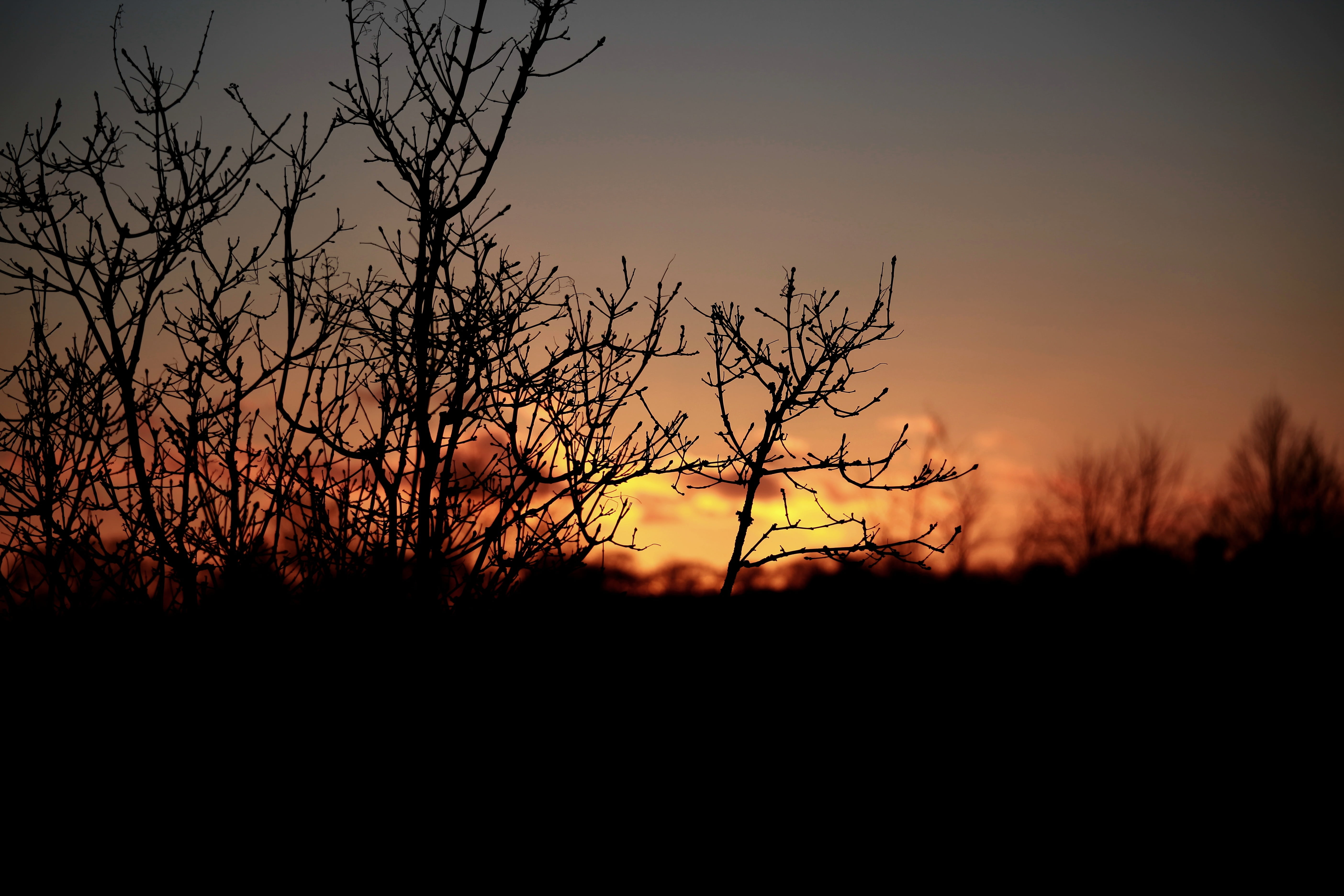 bare tree, evening, fiery sky, non-urban scene, purple sky, tree, cloud - sky, 5K, dusk, sunset, beauty in nature, environment, back Lit, the sun, tranquility, HD Wallpaper