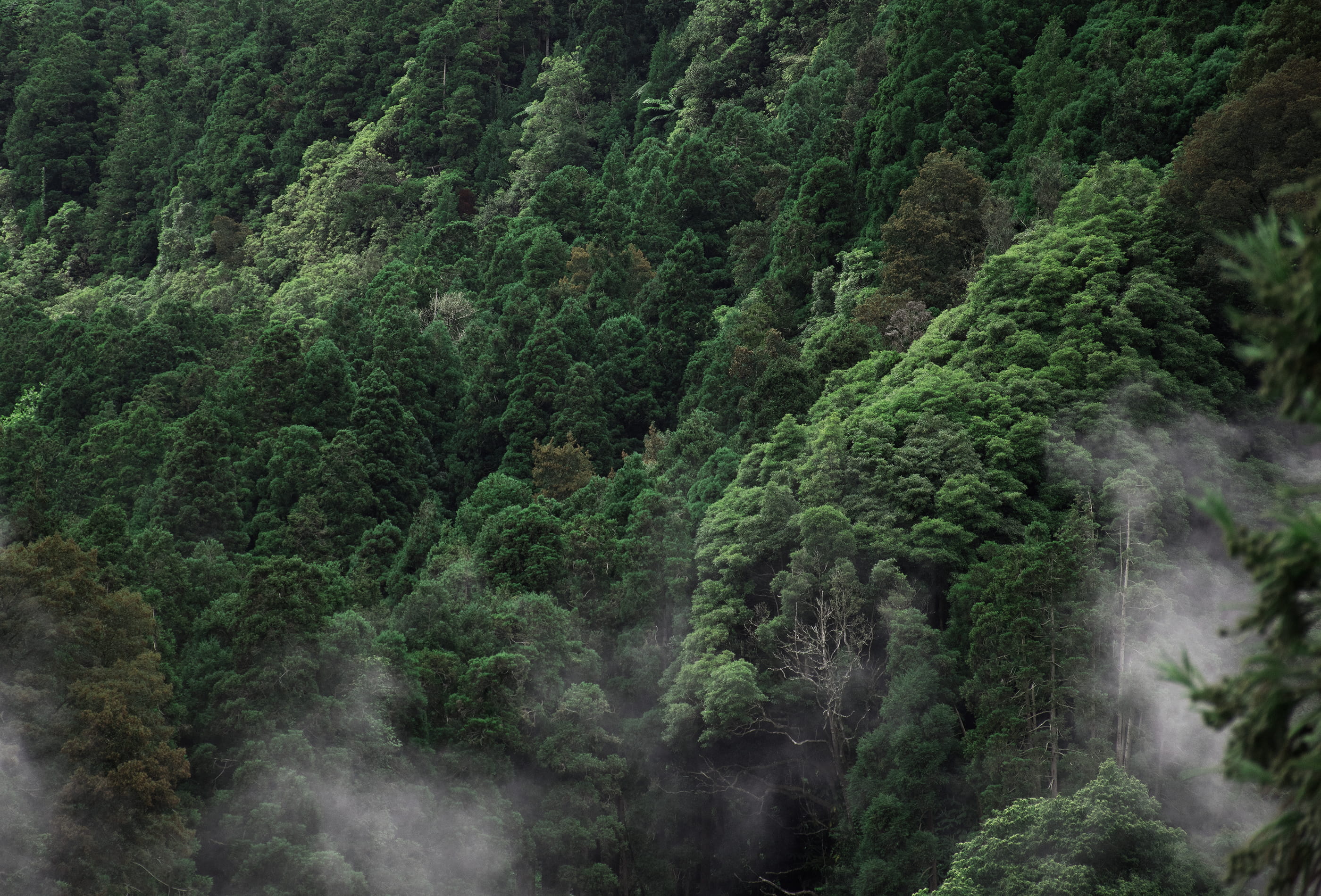 scenery, rainforest, water, plant, conifer, 2K, forest, aerial, fir, fog, day, photography, vegetation, land, foliage, tranquil scene, pine, woodland, HD Wallpaper