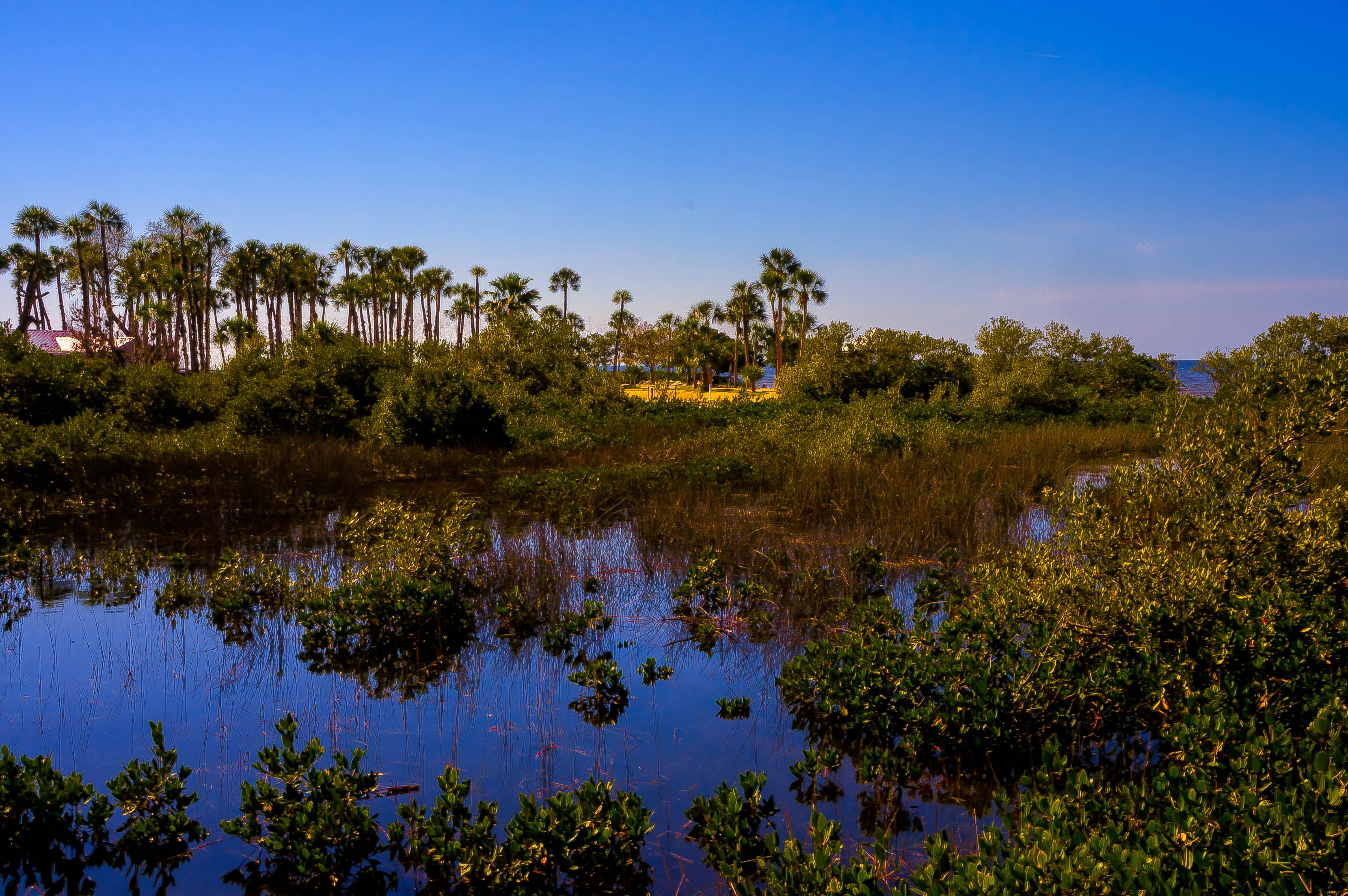 tropics, clear sky, hernando county, Pine Island, scenics, day, agriculture, Florida, beautiful, Marshlands, sunny, scenics - nature, exotic, swamp, non-urban scene, HD Wallpaper
