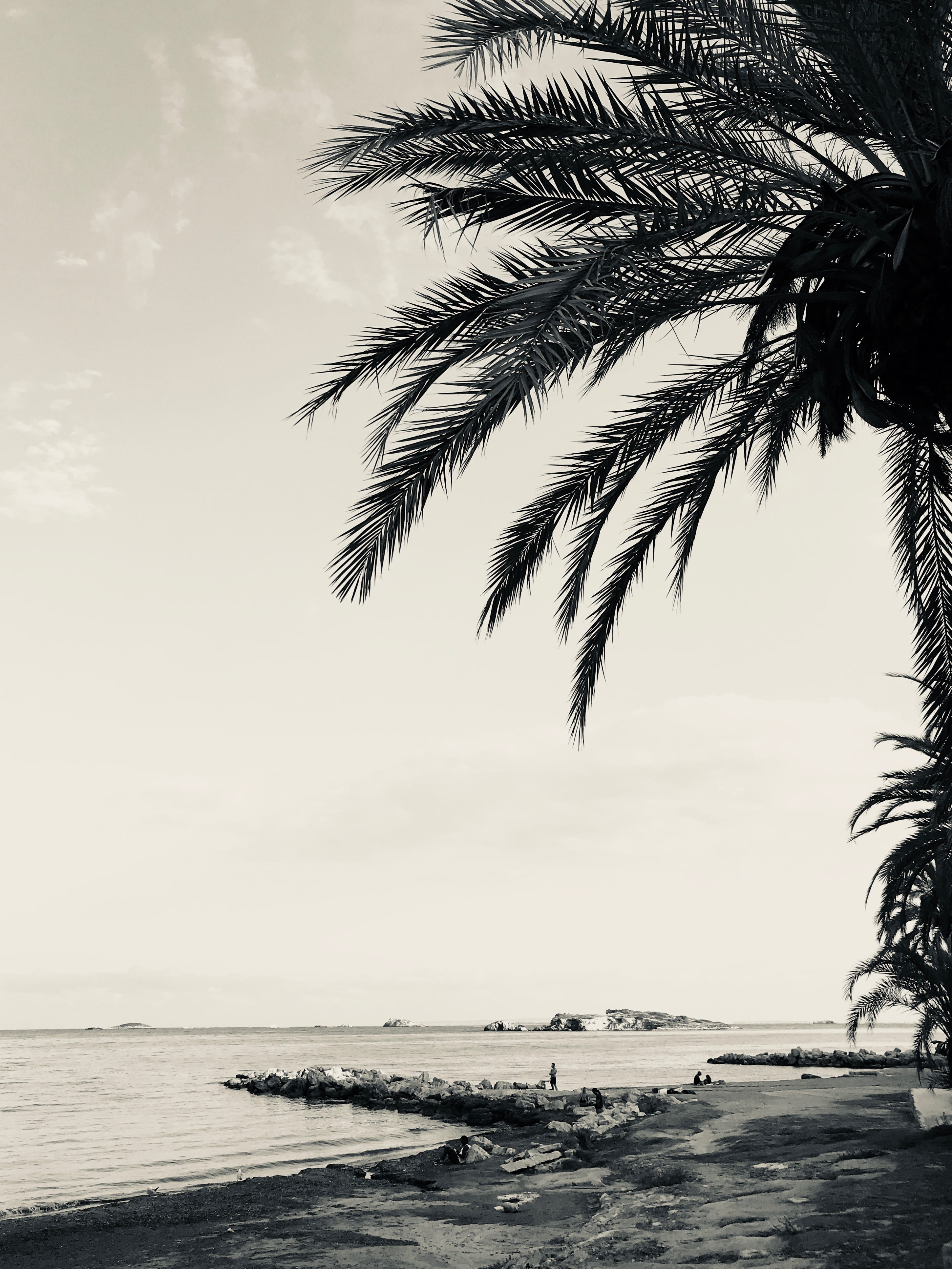 day, tranquility, palm tree, tree, horizon over water, beach, scenics - nature, horizon, plant, sky, outdoors, water, palm, nature, no people, 4K, tropical climate, Phone HD Wallpaper