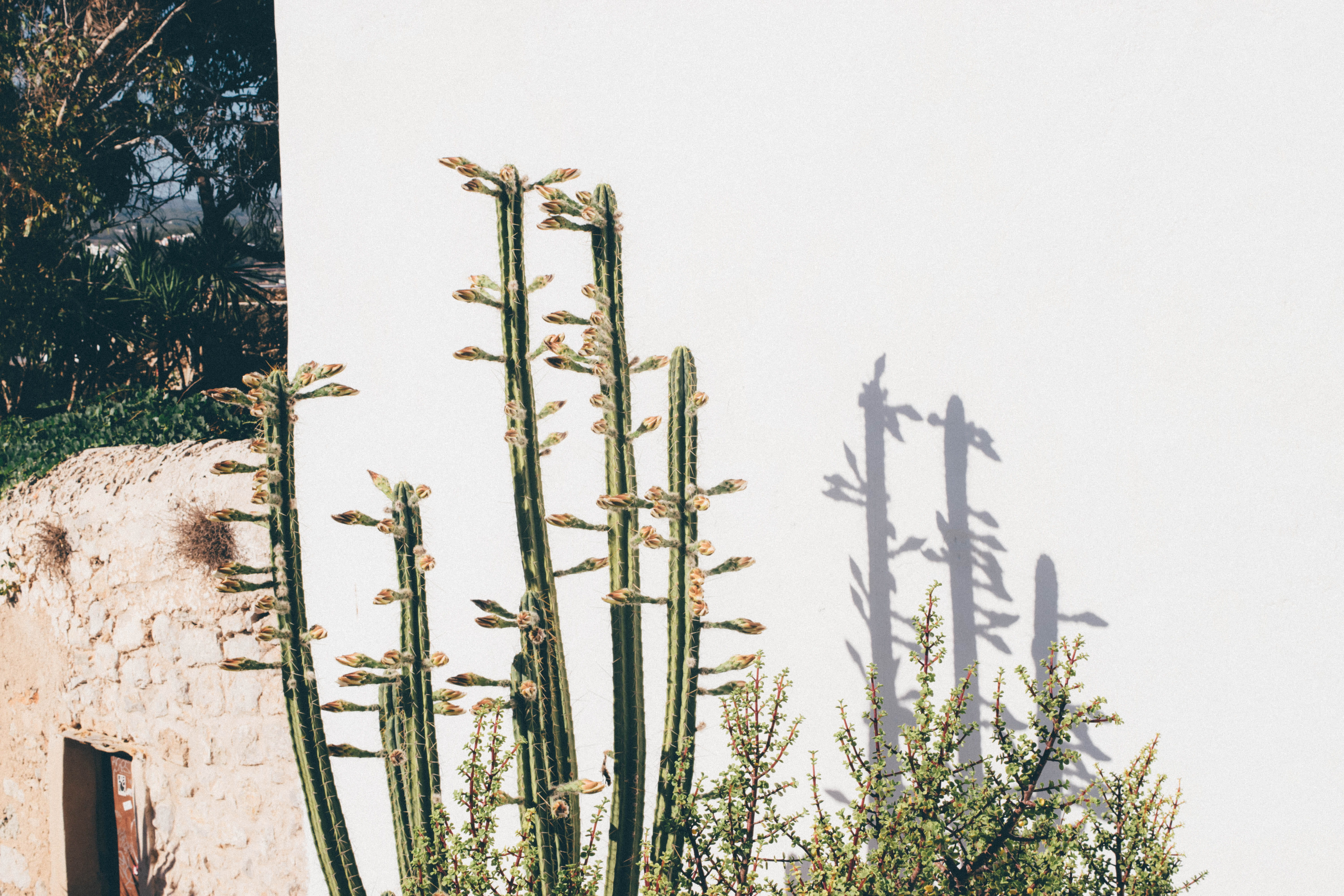 architecture, sky, eivissa, tree, growth, land, flowering plant, spain, flower, plant, built structure, field, 5K, white, no people, green, day, ibiza, HD Wallpaper