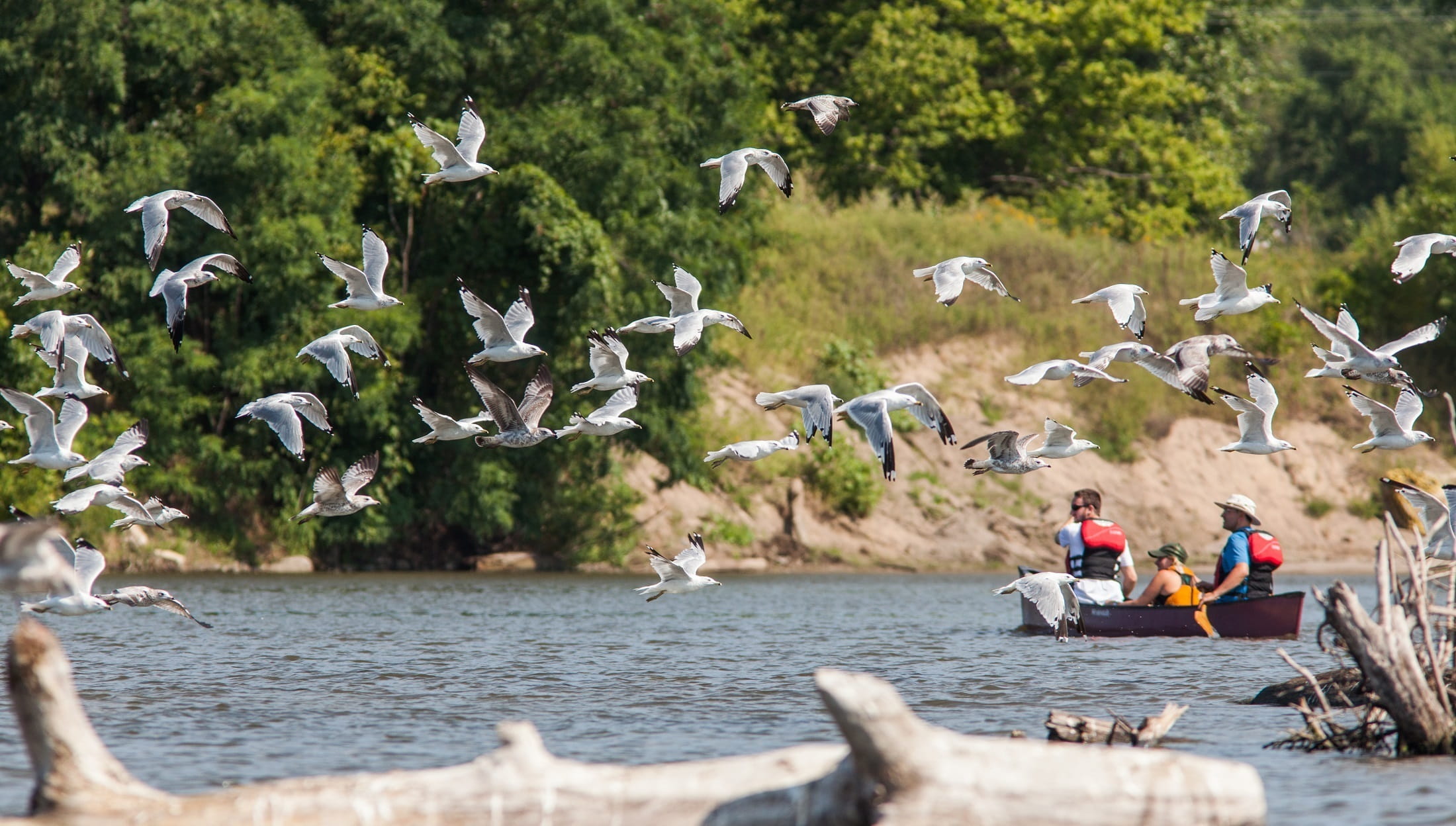 paddle, River, birds, family, Water, River, sport, flying, boating, adventure, boat, animal wildlife, plant, Nature, Canoe, recreation area, 1080P, vertebrate, HD Wallpaper