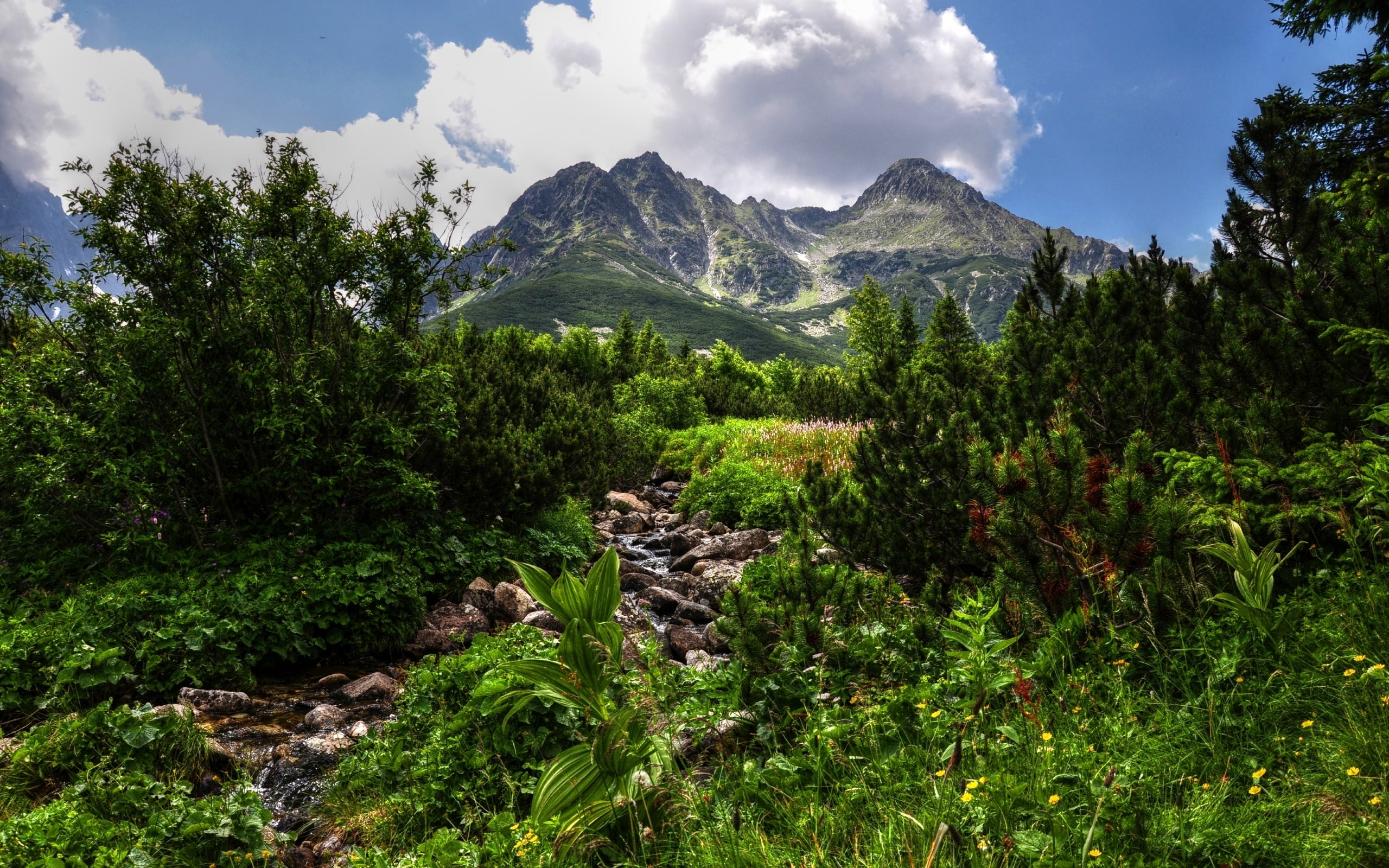 forest, source, view, river, green, spring, 2K, mountain, superb, HD Wallpaper