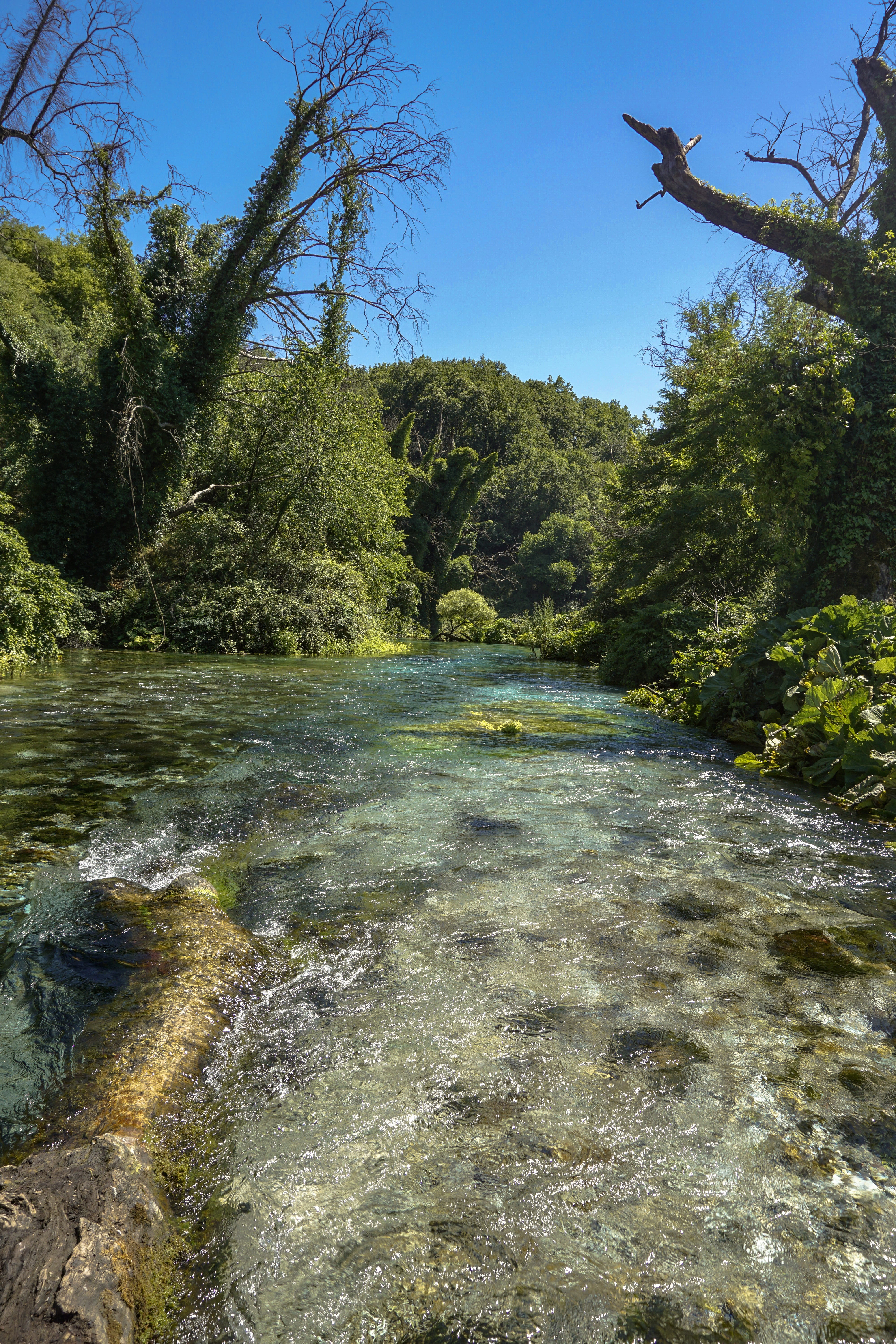 saranda, flowing water, stream - flowing water, mirroring, green, scenics - nature, no people, river, beauty in nature, tree, nature, land, 5K, plant, Phone HD Wallpaper