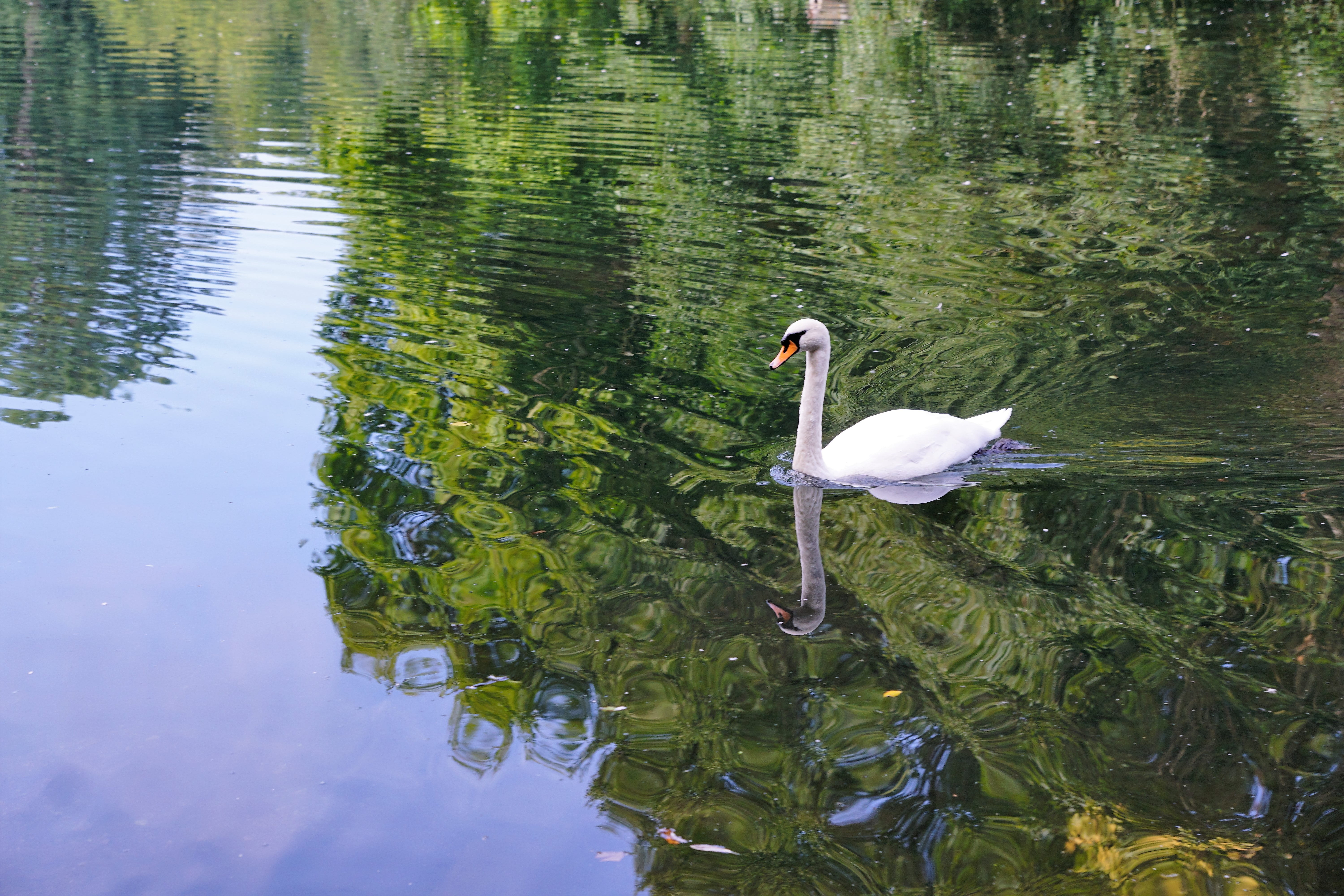 nature, swimming, swan, outdoors, one animal, perfume, animal themes, active substance, donaueschingen, animals in the wild, reflection, idyll, spring, HD Wallpaper