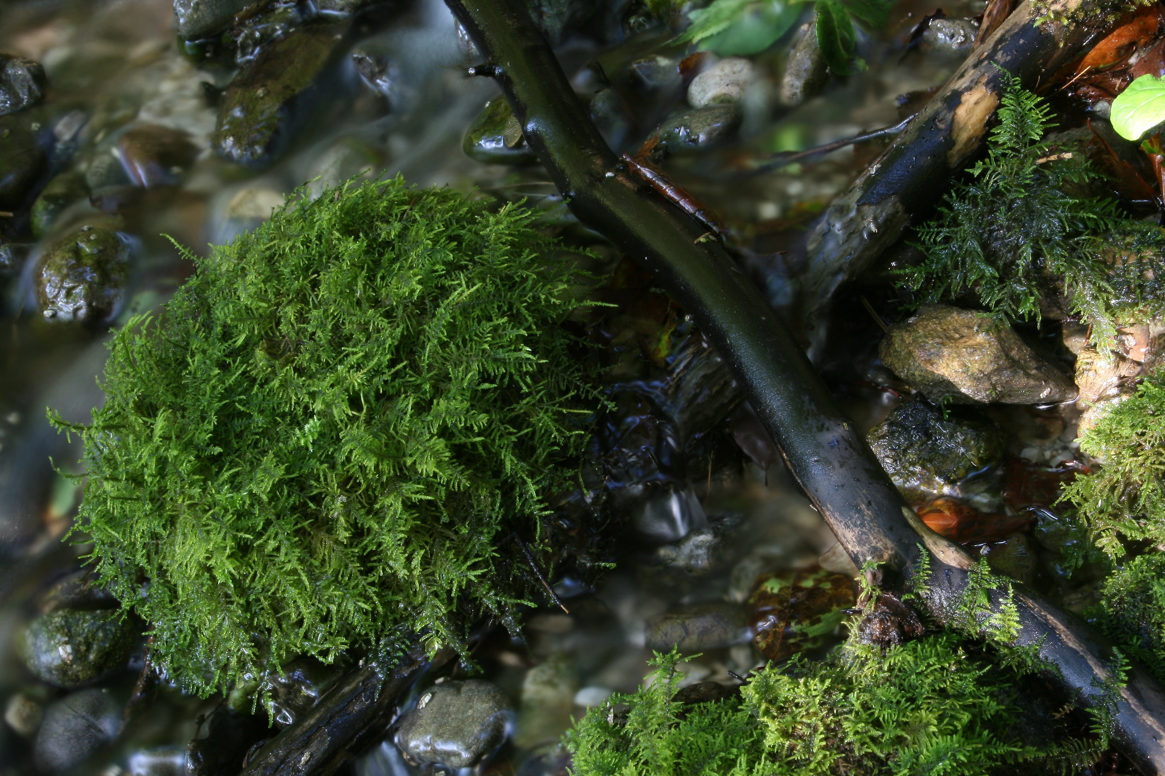 water, bubble, dramatic, outdoors, wet, idyllic, high angle view, waters, blurry, bach, plant part, trickle, tree, nature, cascade, autumn, landscape, moss, HD Wallpaper