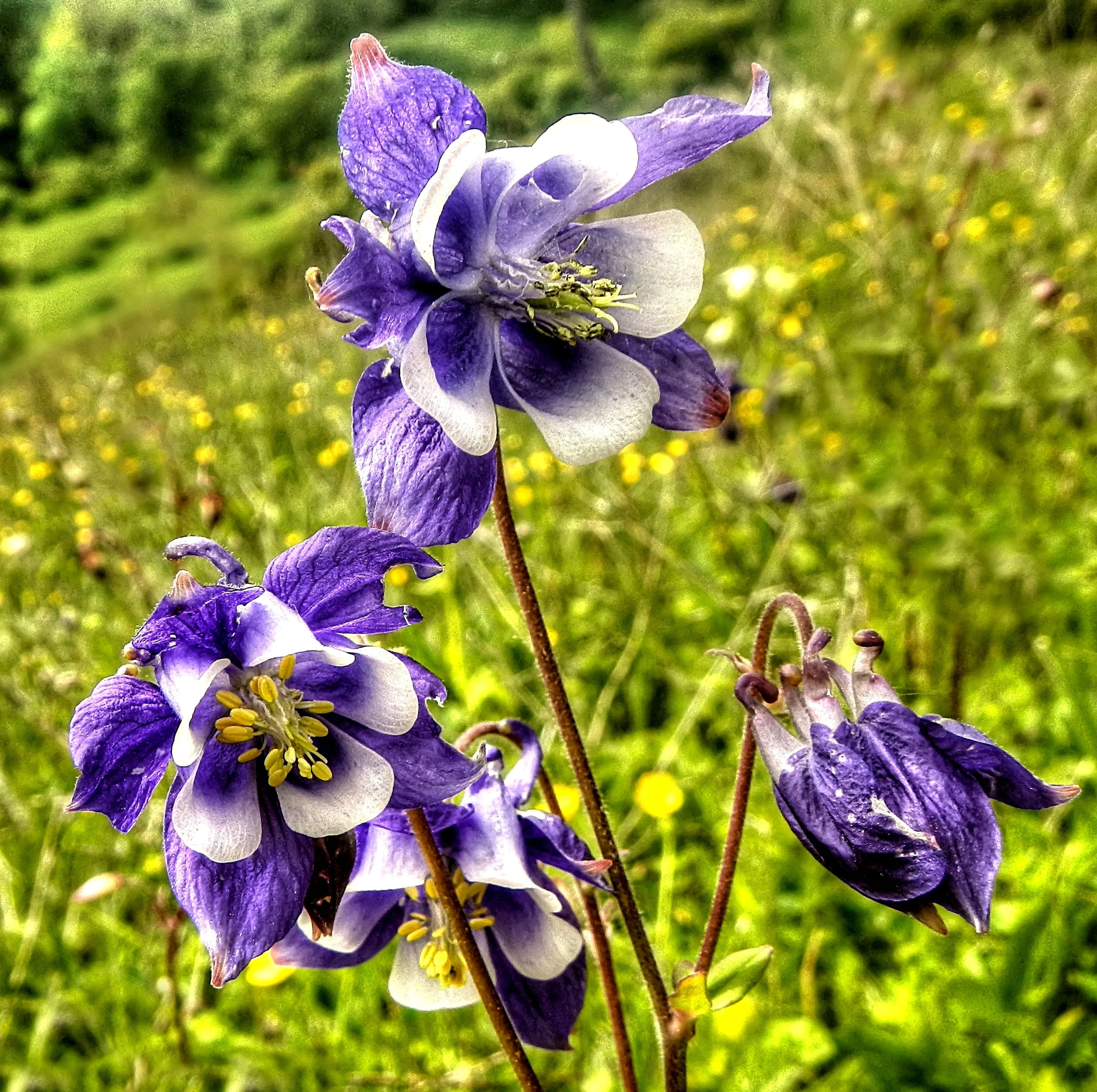 Flower, fragility, iris, no people, Blossom, vulnerability, growth, land, outdoors, petal, drawing, wild orchid, focus on foreground, moen, holiday, close, HD Wallpaper