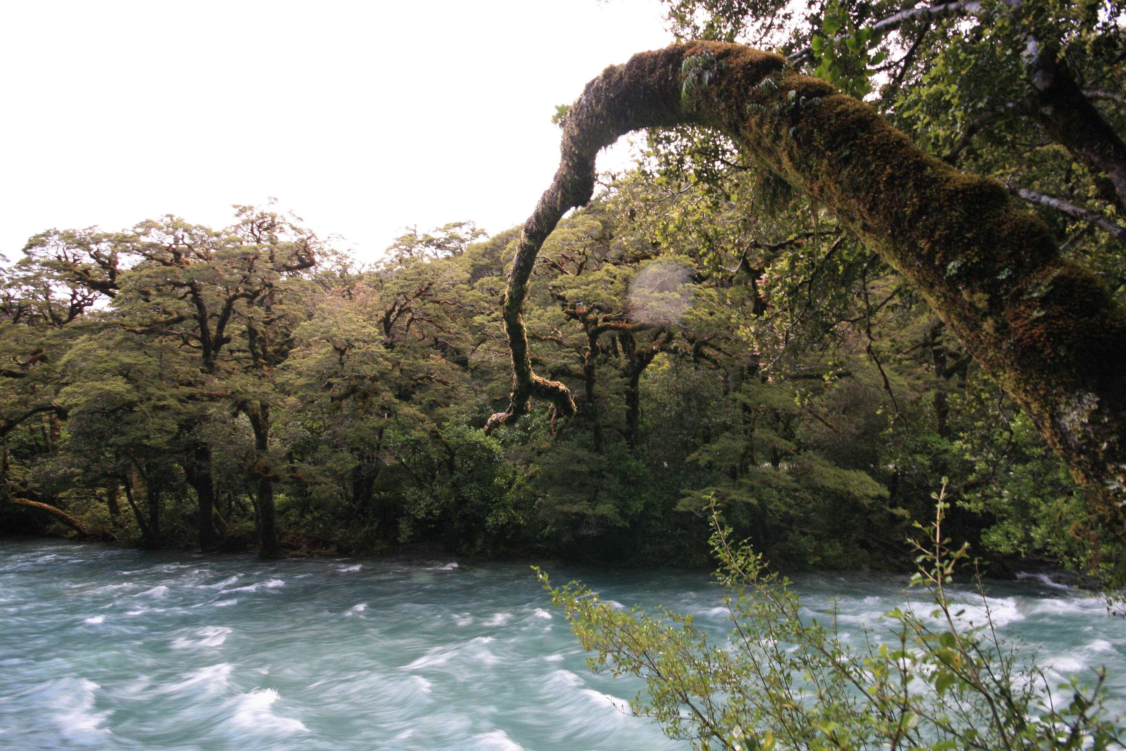 forest, flowing water, flowing, otago, day, rapids, tree, tranquil scene, growth, south island, tranquility, clear sky, wilderness, danger, outdoors, river, HD Wallpaper