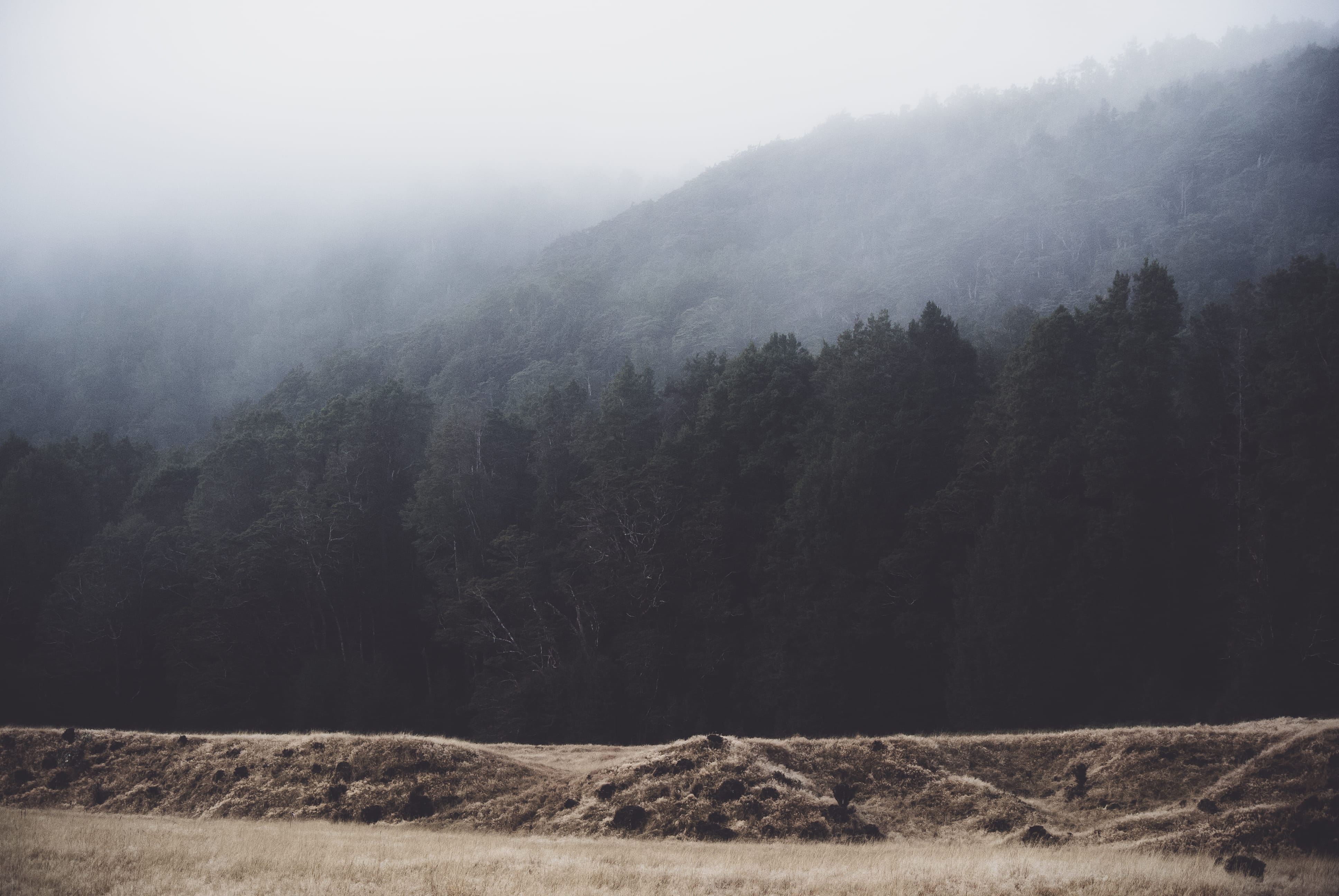 mist, 4K, new zealand, winter, travel, trees, tree, plant, nature, tranquility, moody, landscape, mountain, grass, clouds, tranquil scene, fog, no people, HD Wallpaper