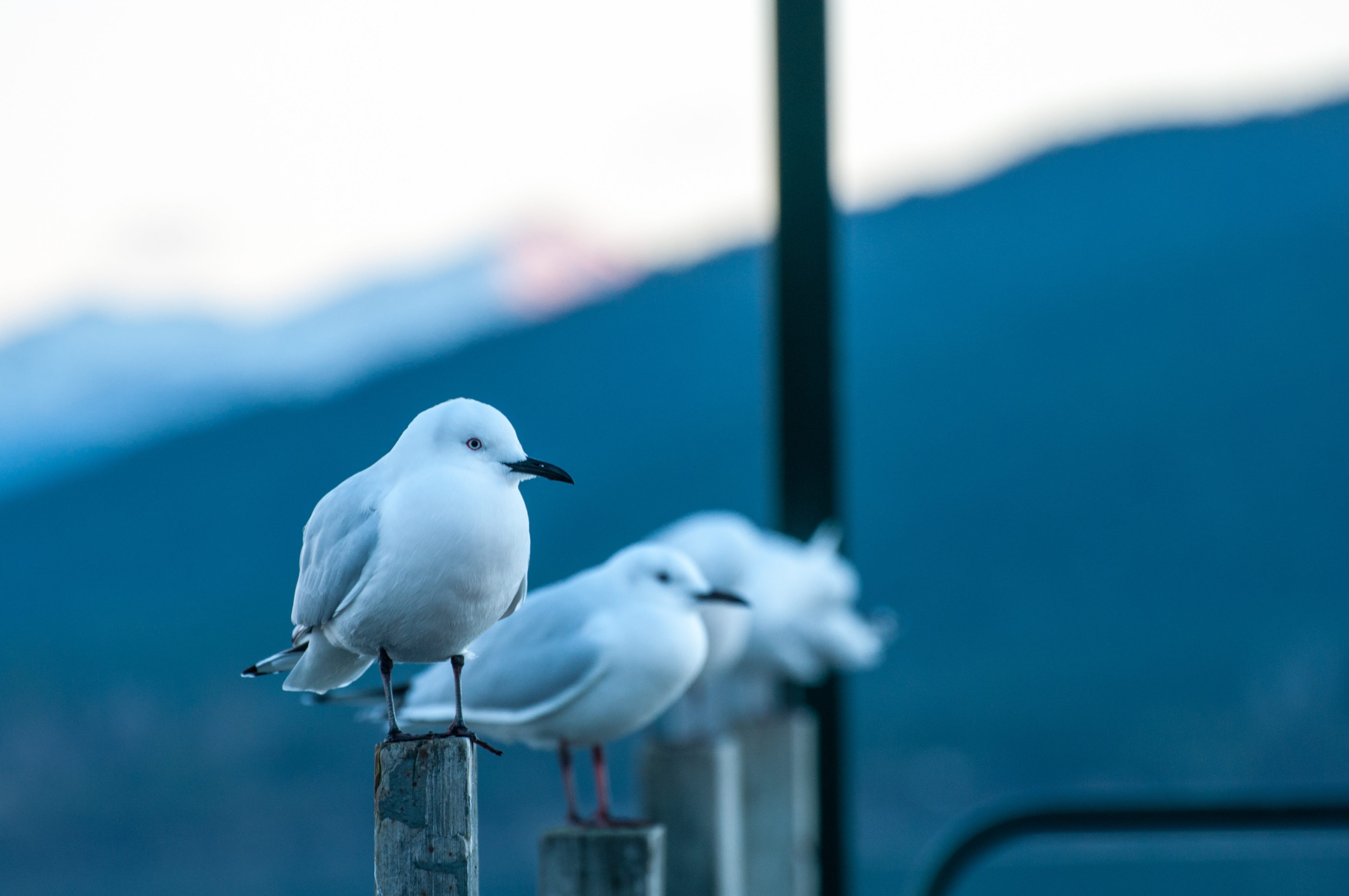one animal, beak, standing, outdoors, bird, sunset, selective focus, brid, animals in the wild, dusk, focus, focus on foreground, railing, blue hour, white, HD Wallpaper