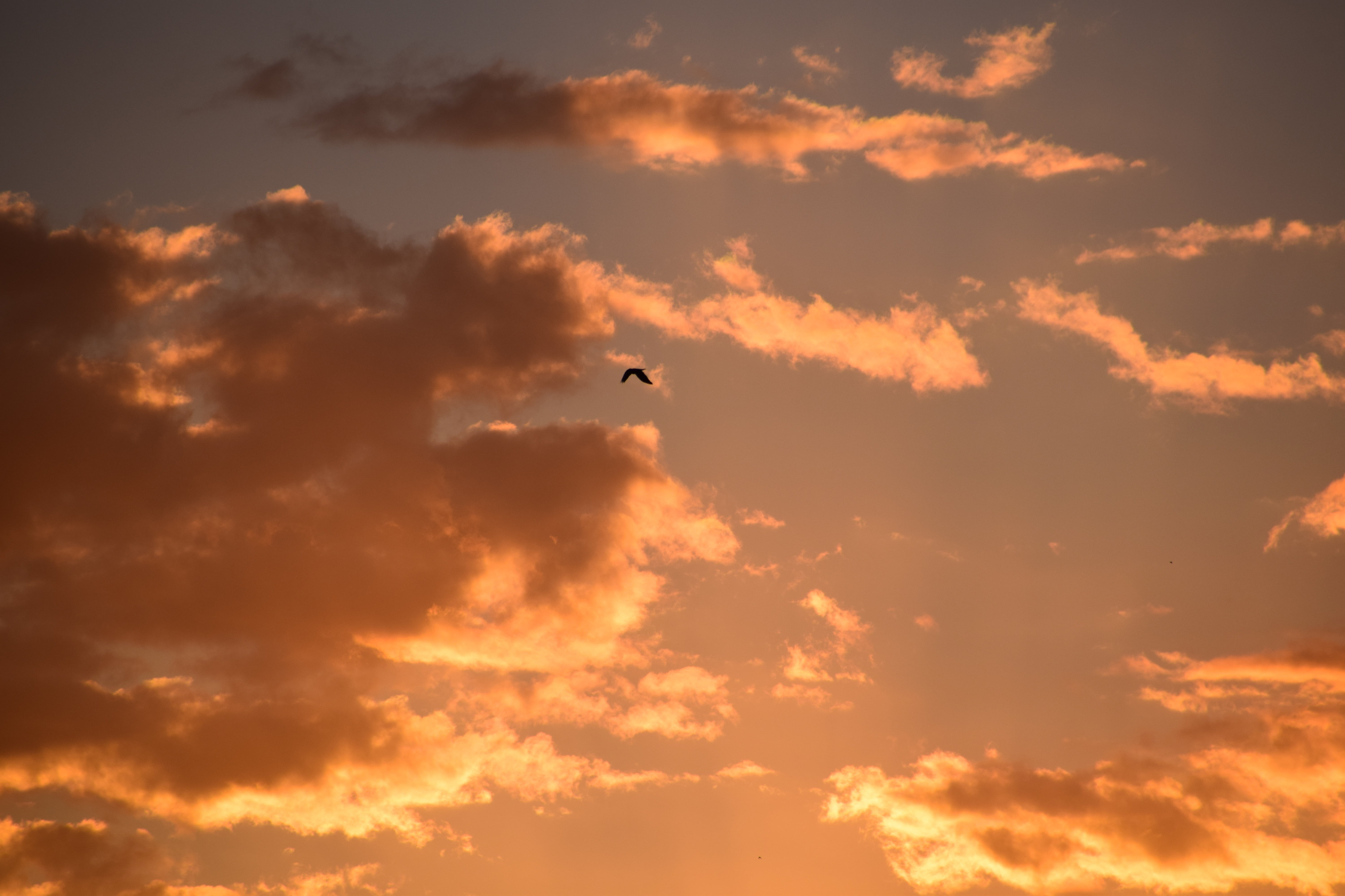 no people, abendstimmung, himmelröte, animals in the wild, sunset, vertebrate, romance, scenics - nature, sun, orange color, sky, low angle view, animal themes, HD Wallpaper