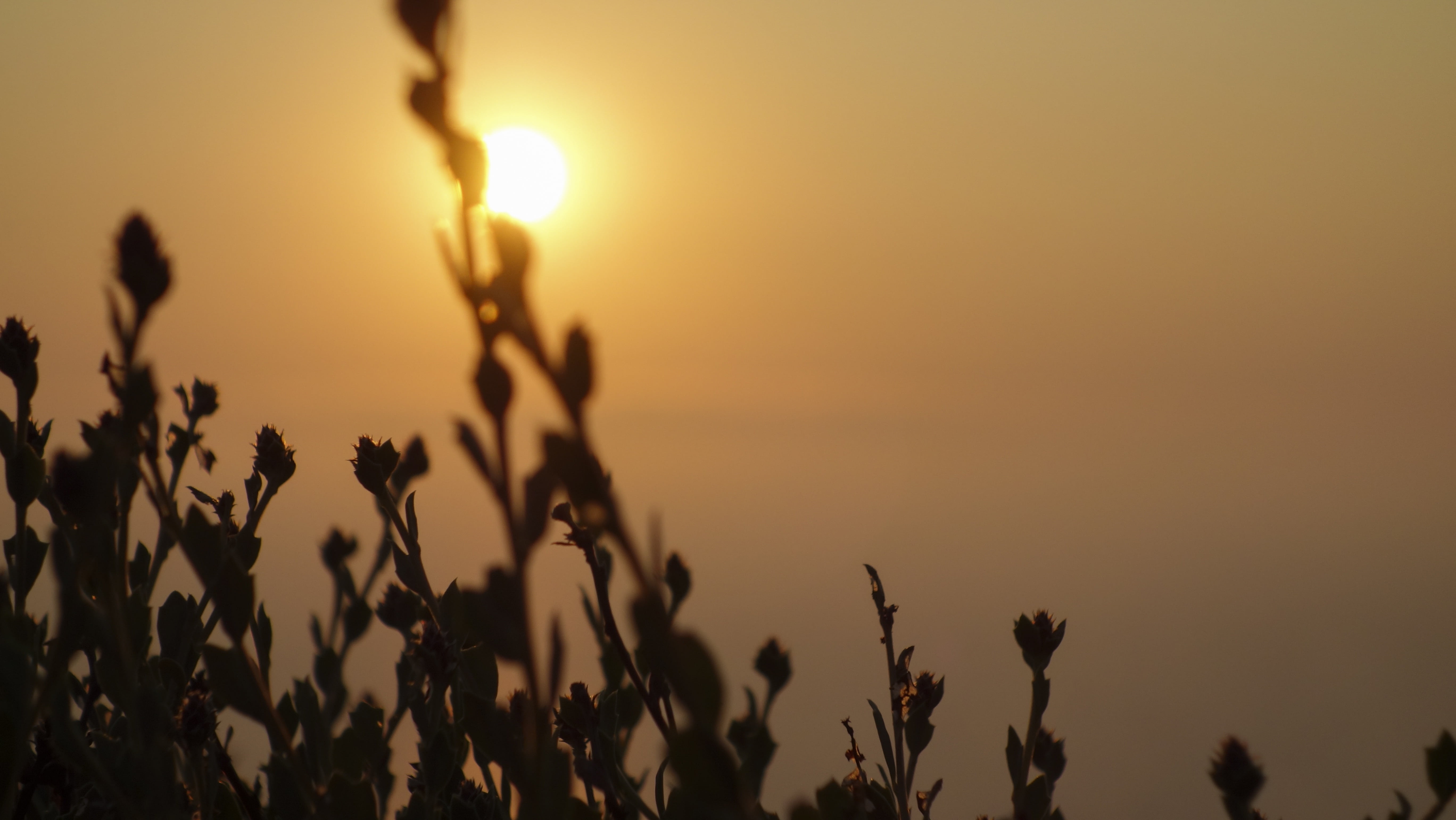 scenics - nature, orange color, abendstimmung, scenics, close-up, outdoors, no people, sun, dusk, beauty in nature, non-urban scene, evening sky, plant, HD Wallpaper