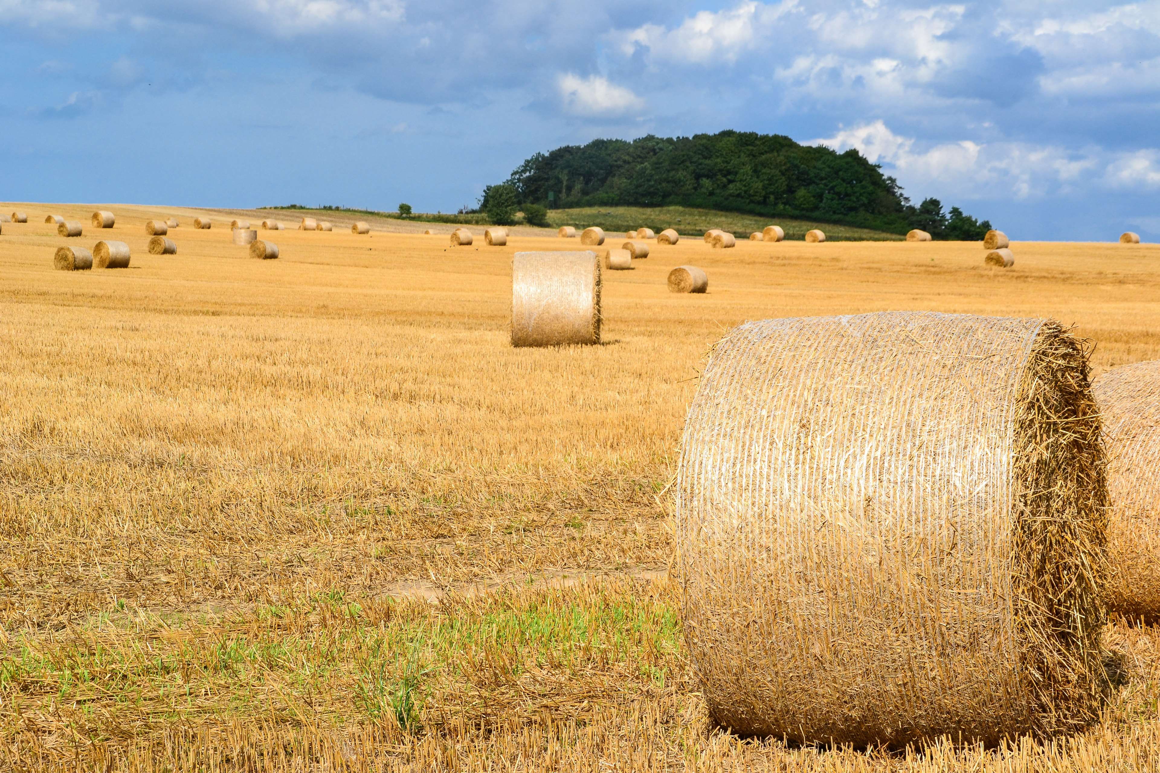 snow, beauty in nature, no people, arable, scenics - nature, plant, environment, harvest, bale, cereals, farm, hay bales, straw bales, country life, 4K, HD Wallpaper