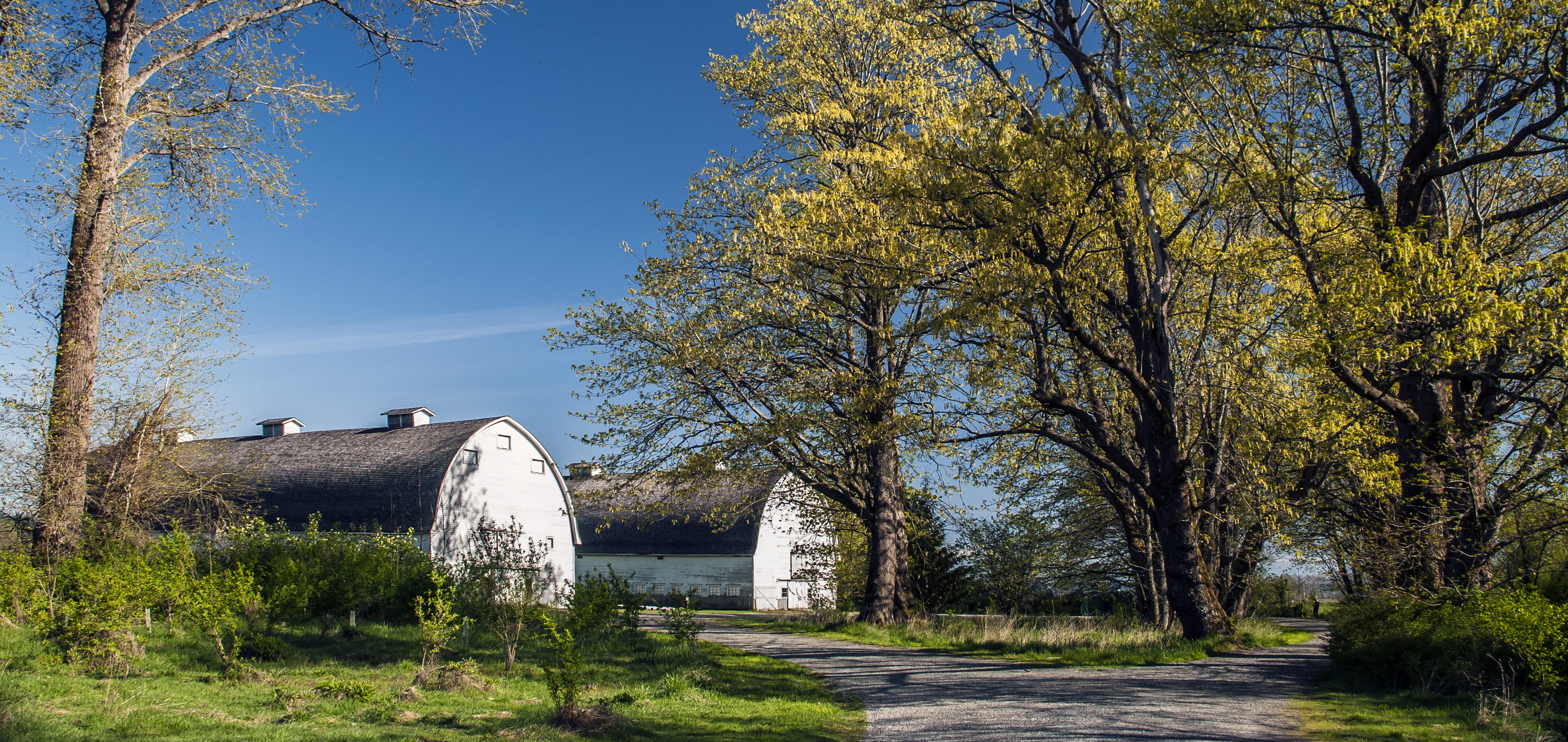 building exterior, farm, footpath, pasture, morning, land, autumn, cemetery, barns, plant, outdoors, wall art, clear sky, tree, spring, building, white, HD Wallpaper