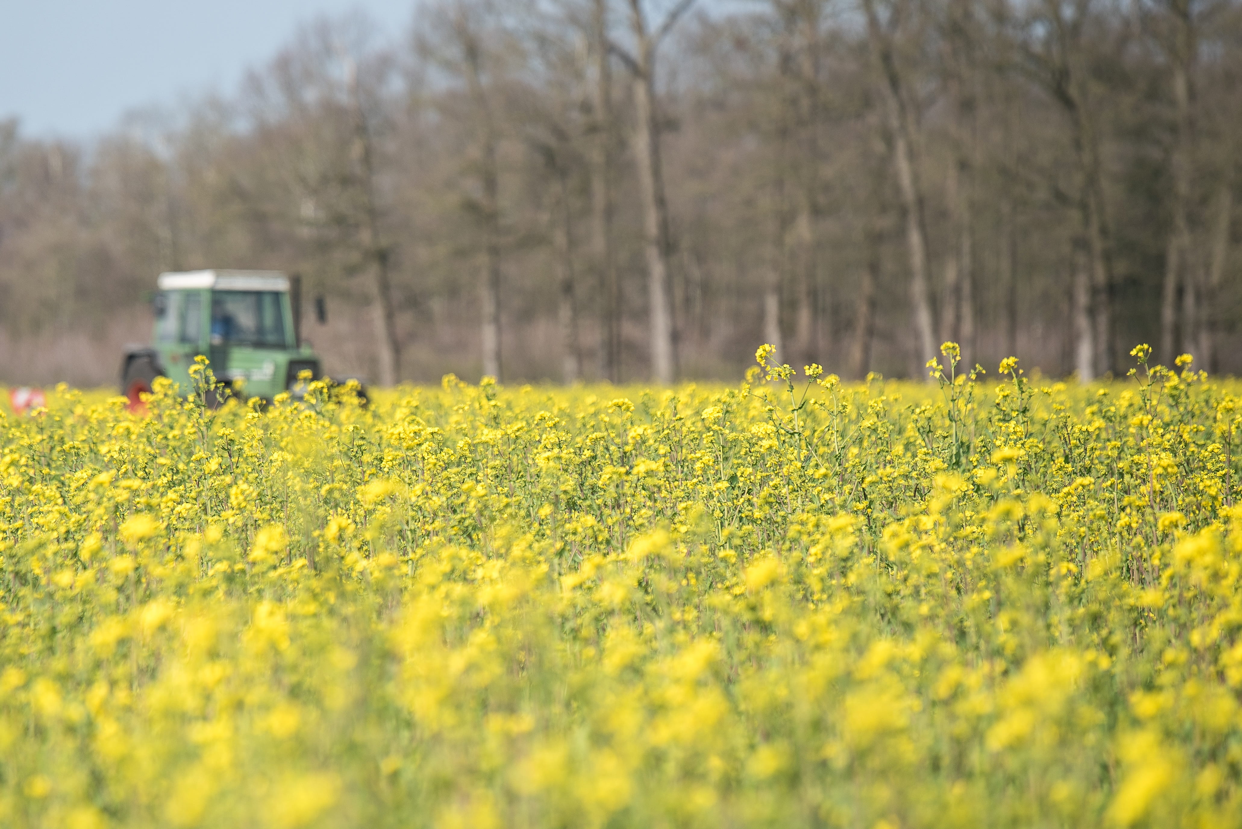 spring, springtime, beauty in nature, oilseed rape, cultivator, growth, selective focus, tug, field, agriculture, flowerbed, flowering plant, agricultural machine, HD Wallpaper