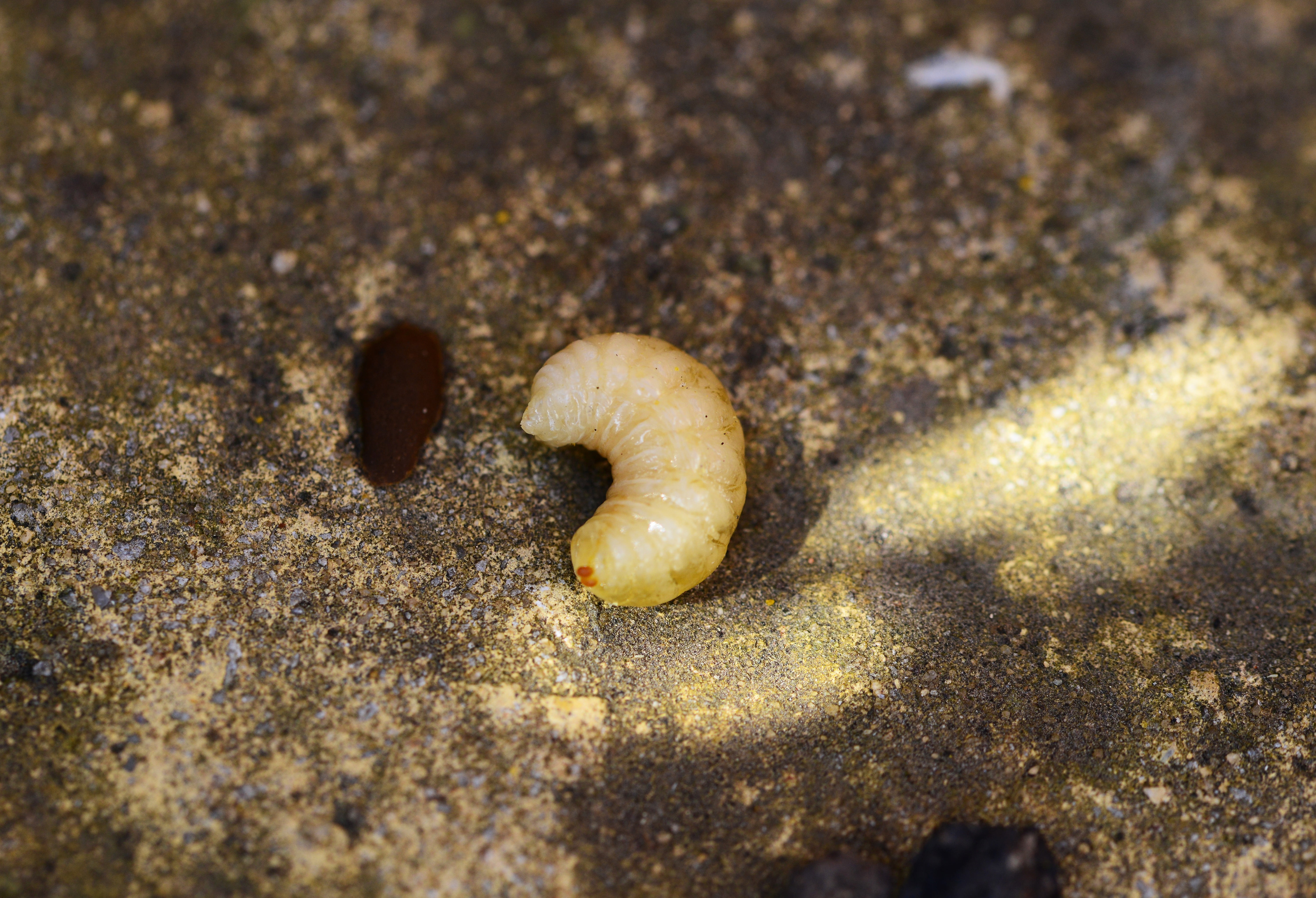 no people, day, high angle view, small, animal themes, brood, textured, one animal, honey bee larvae, selective focus, sea, bee, sand, marine, detail, grub, HD Wallpaper