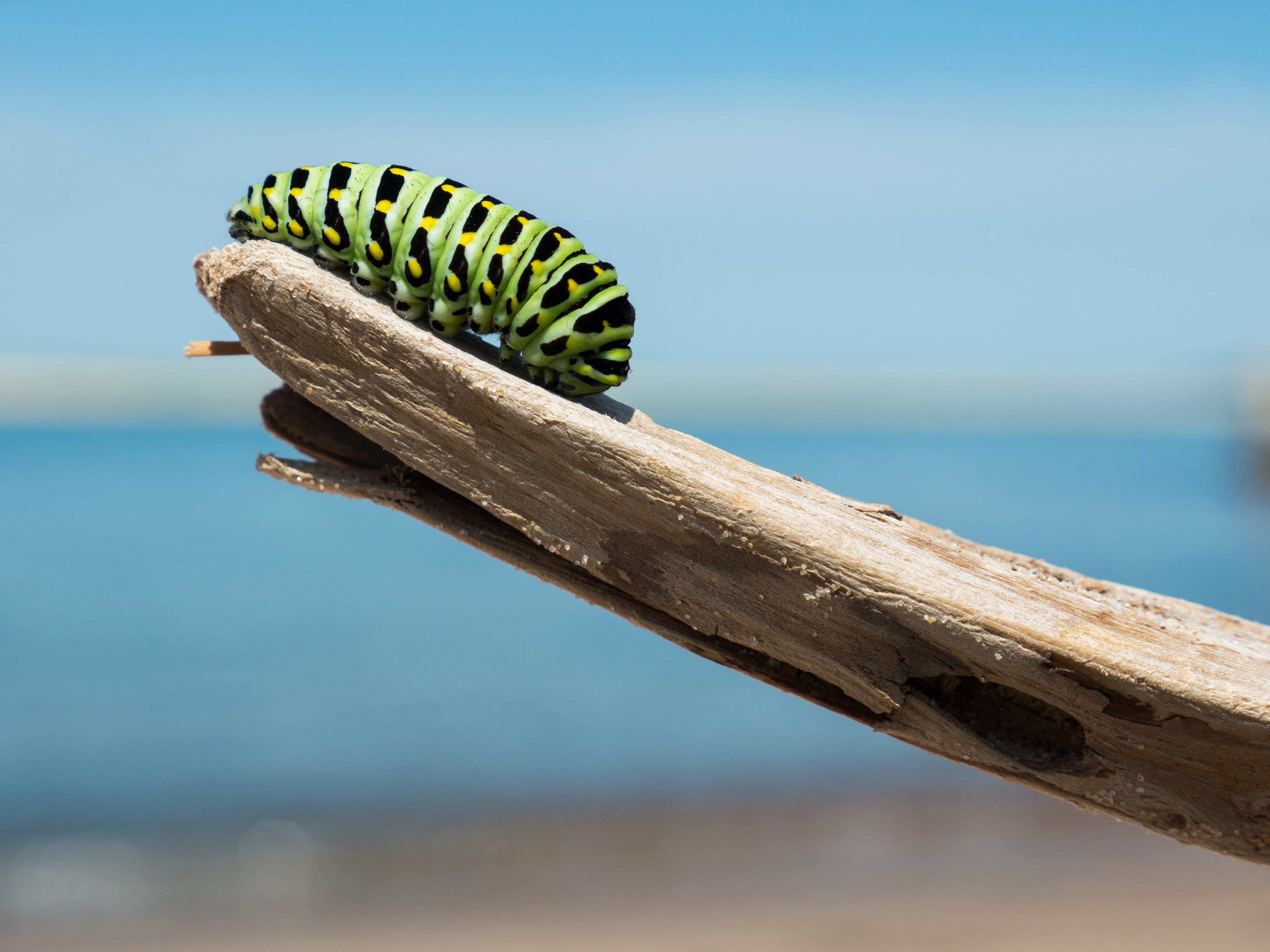 animal themes, monarch, bug, water, focus on foreground, no People, sea, day, brown, driftwood, reptile, invertebrate, grub, branch, 4K, nature, beach, HD Wallpaper