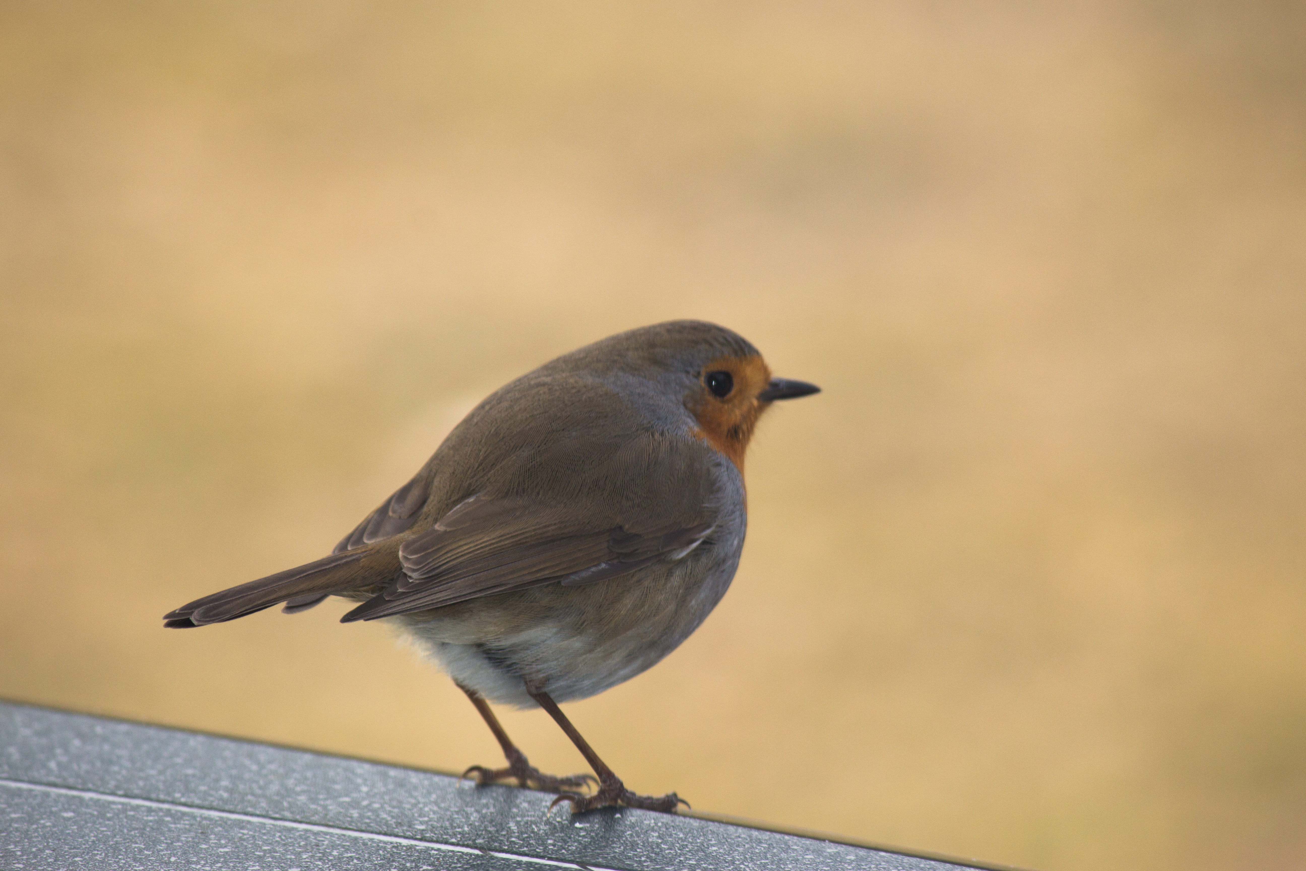 full length, birds, looking, outdoors, animals in the wild, robin, one animal, ameland, bird, vertebrate, nature, perching, animal themes, no people, netherlands, HD Wallpaper