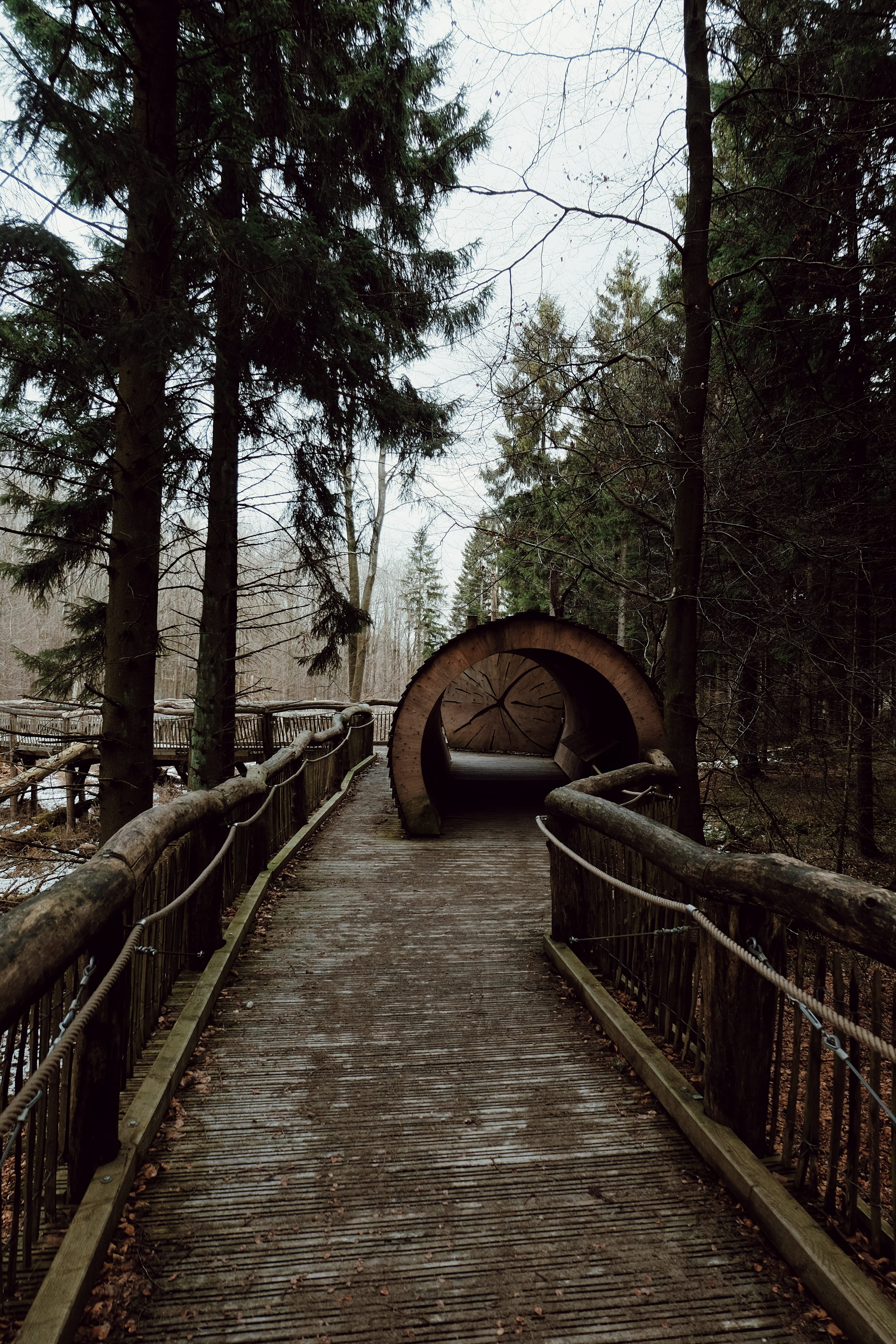 tranquil scene, path, day, footbridge, architecture, outdoors, germany, trees, tranquility, the way forward, nationalpark, bridge - man made structure, Phone HD Wallpaper
