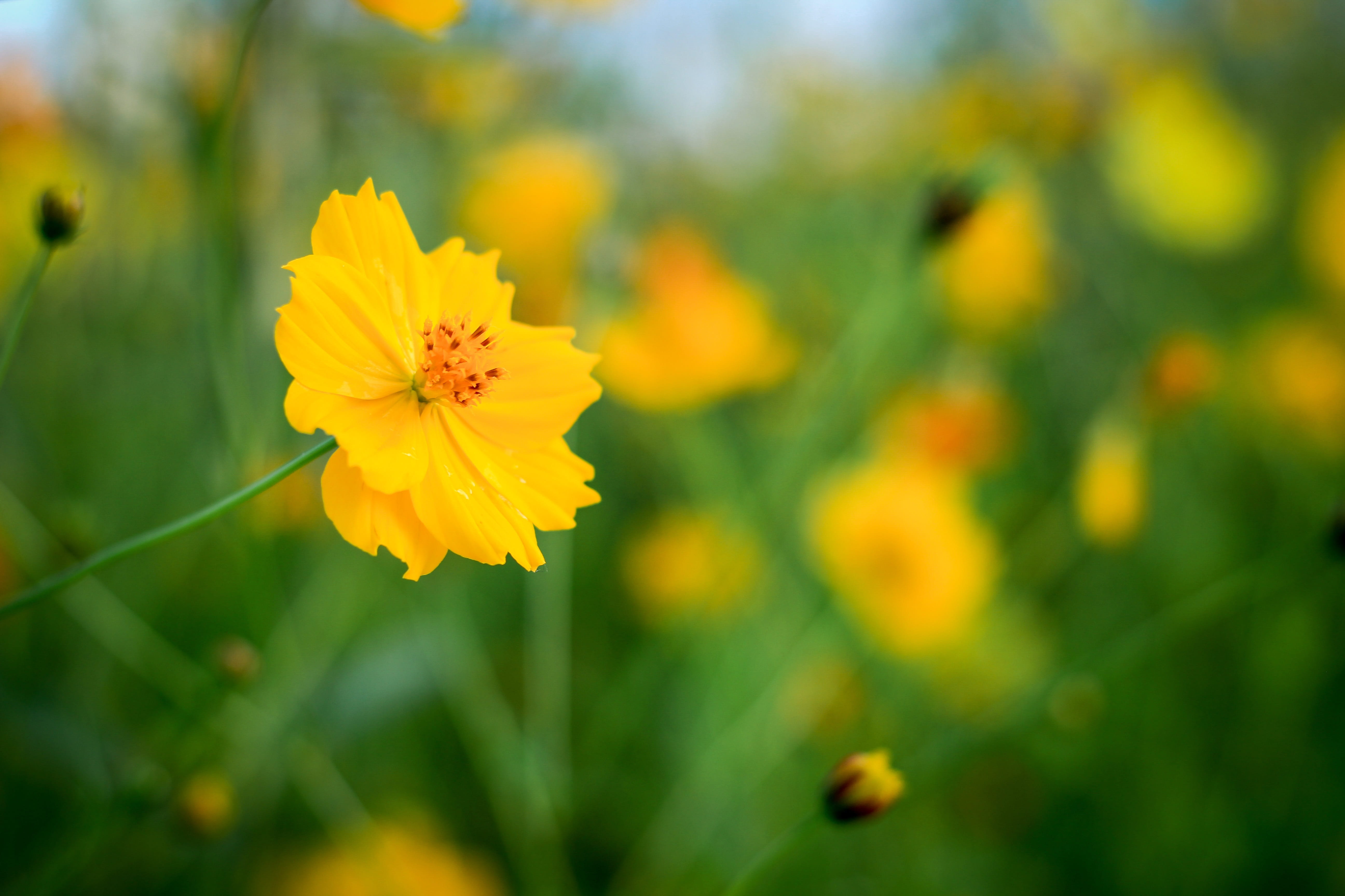 petal, fragility, no people, close-up, plant, growth, flower head, focus on foreground, yellow flowers, yellow, flower, vulnerability, beauty in nature, HD Wallpaper