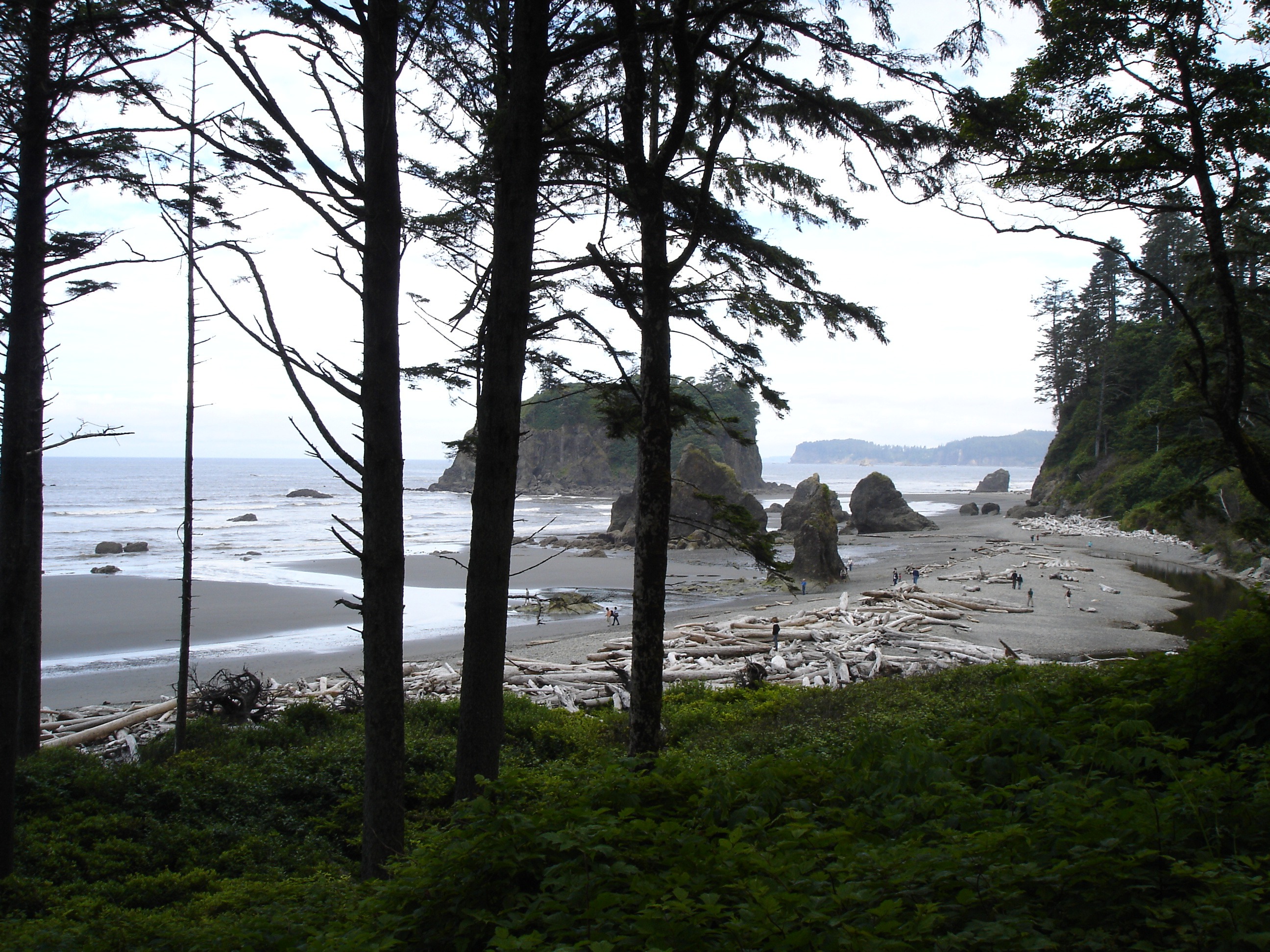 land, coast, driftwood, growth, scenics - nature, day, non-urban scene, beauty in nature, sky, no people, outdoors, 2K, water, rock formations, ruby beach, HD Wallpaper