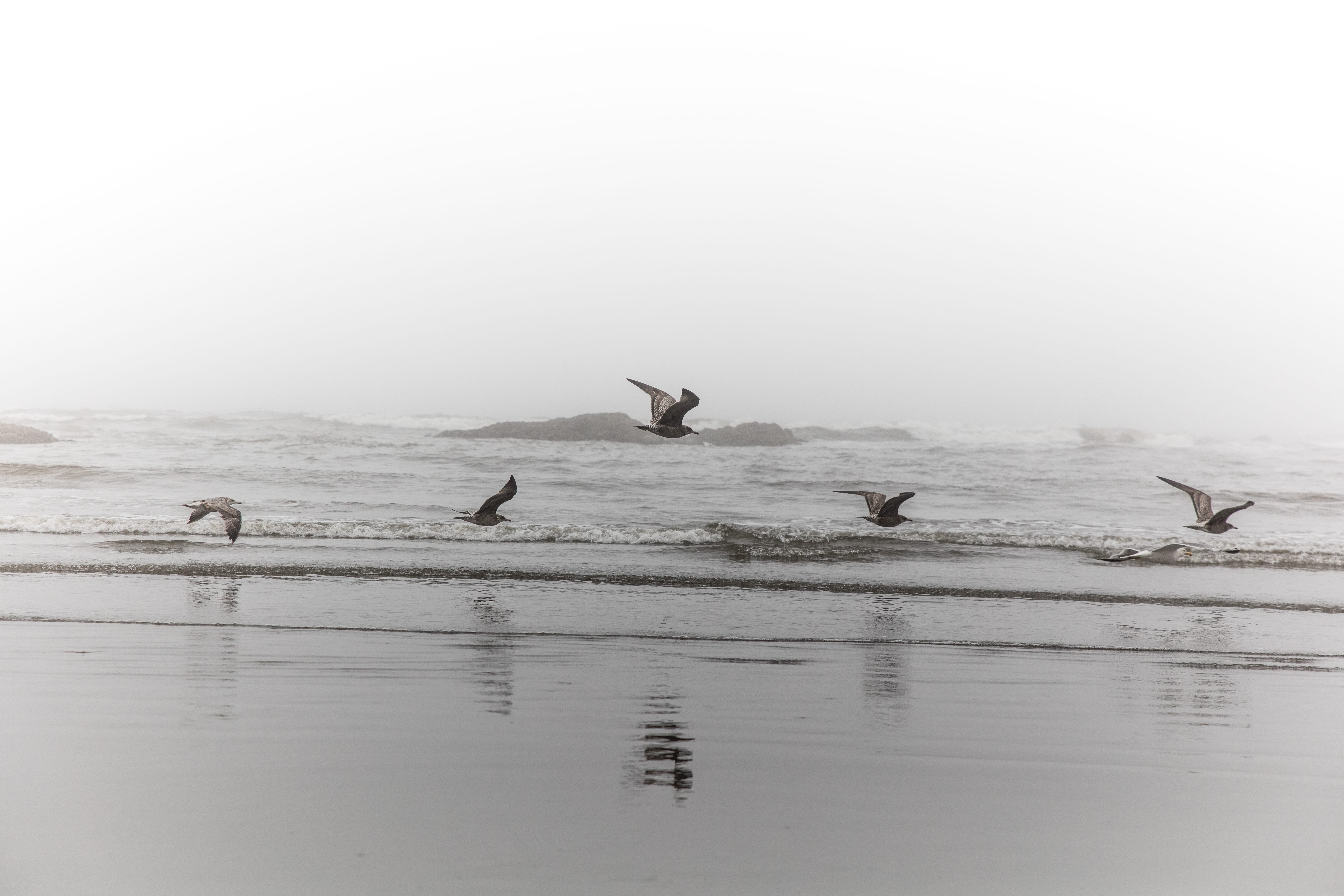 wave, sea, flock of birds, shore, water, no people, frying, animal, wildlife, ocean, mood, beach, gull, animal wildlife, waterfront, coastline, beauty in nature, HD Wallpaper