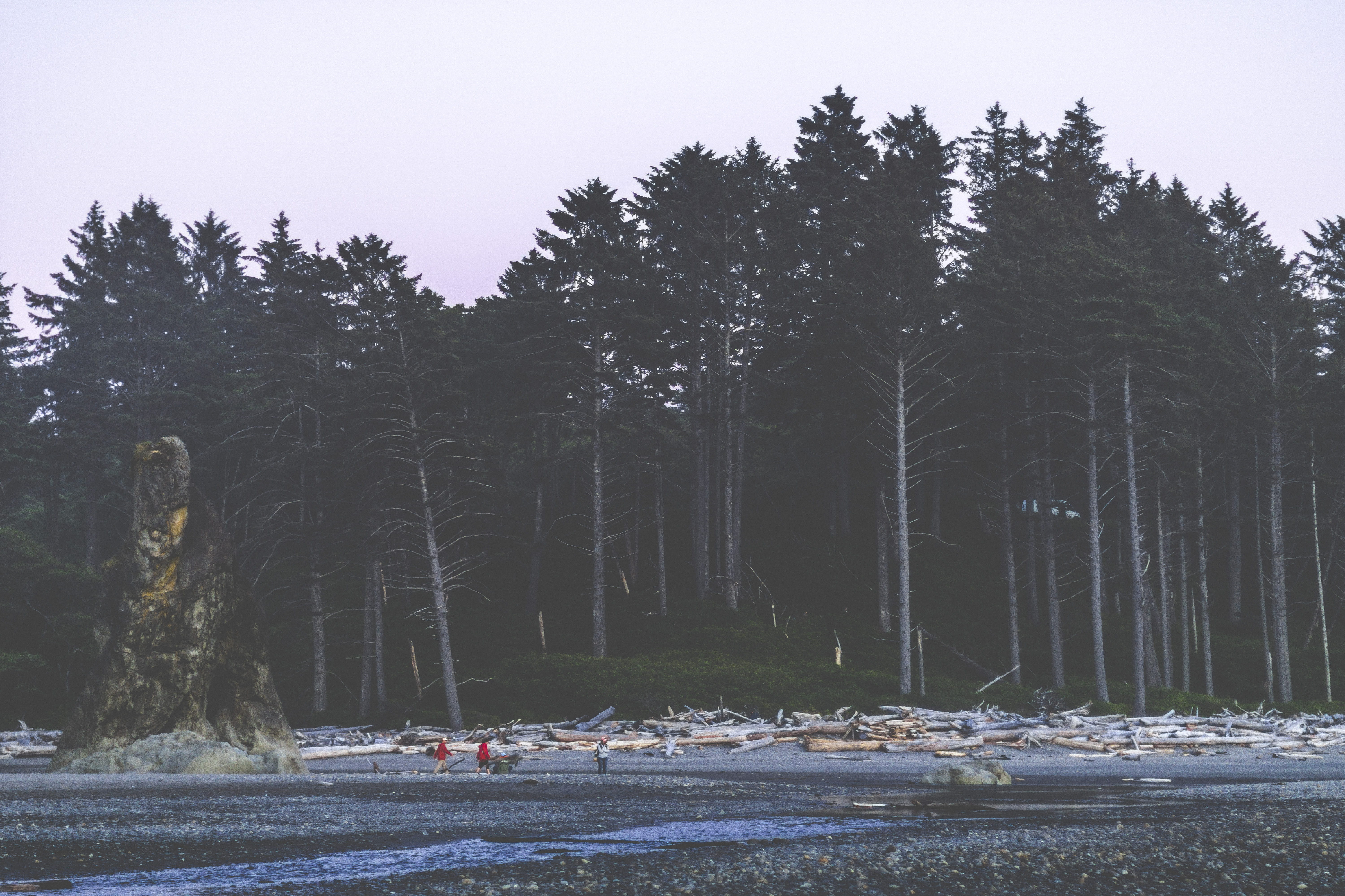 conifer, nautical vessel, plant, washington, fir, a6000, beach, water, person, near, beauty in nature, olympia, nature, non-urban scene, ruby beach, transportation, HD Wallpaper