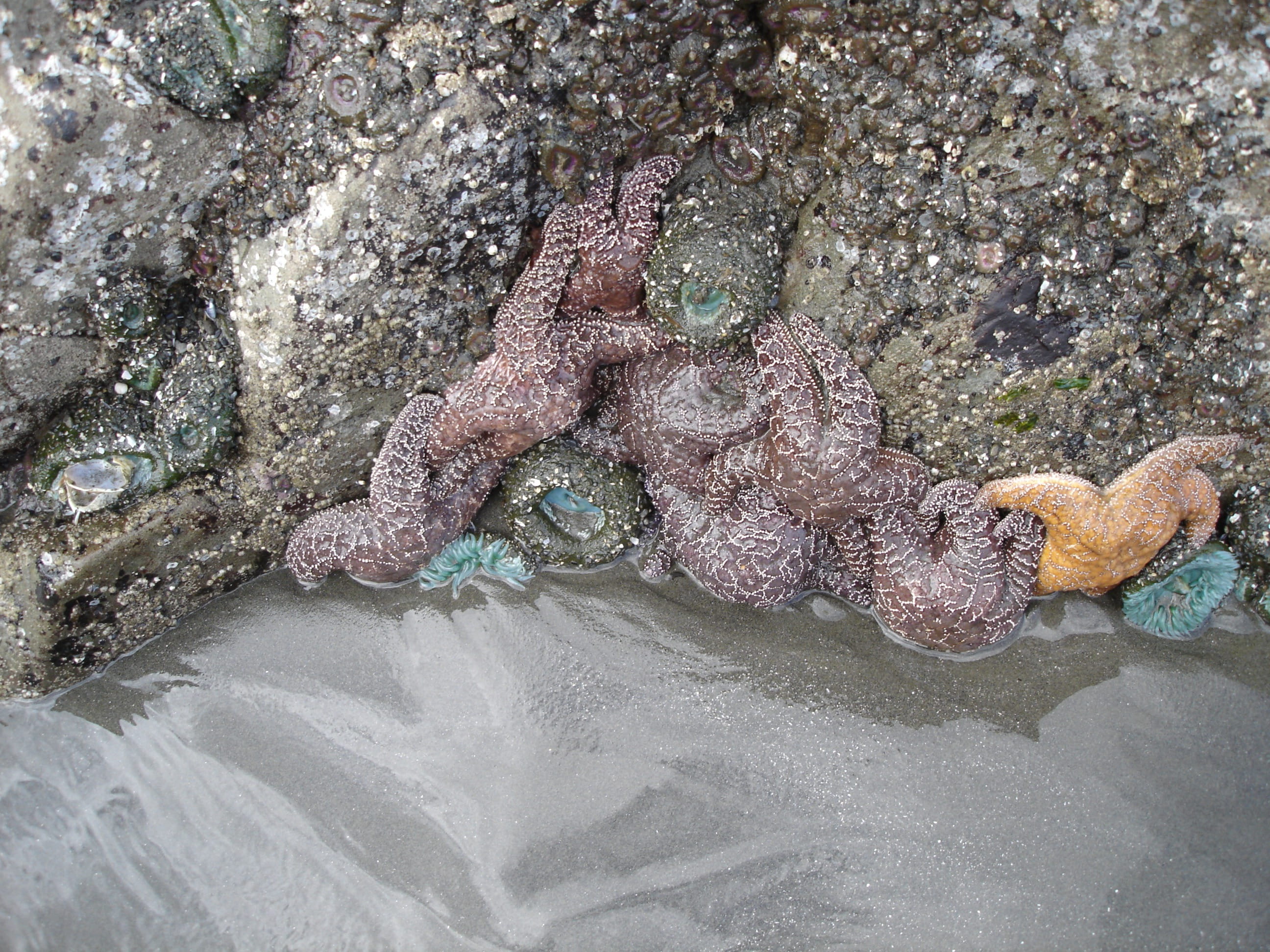 ocean, landscape, sea life, vertebrate, barnacles, coast, Olympic National Park, Beach, no people, scenery, ruby, reptile, one animal, starfish, beach, HD Wallpaper