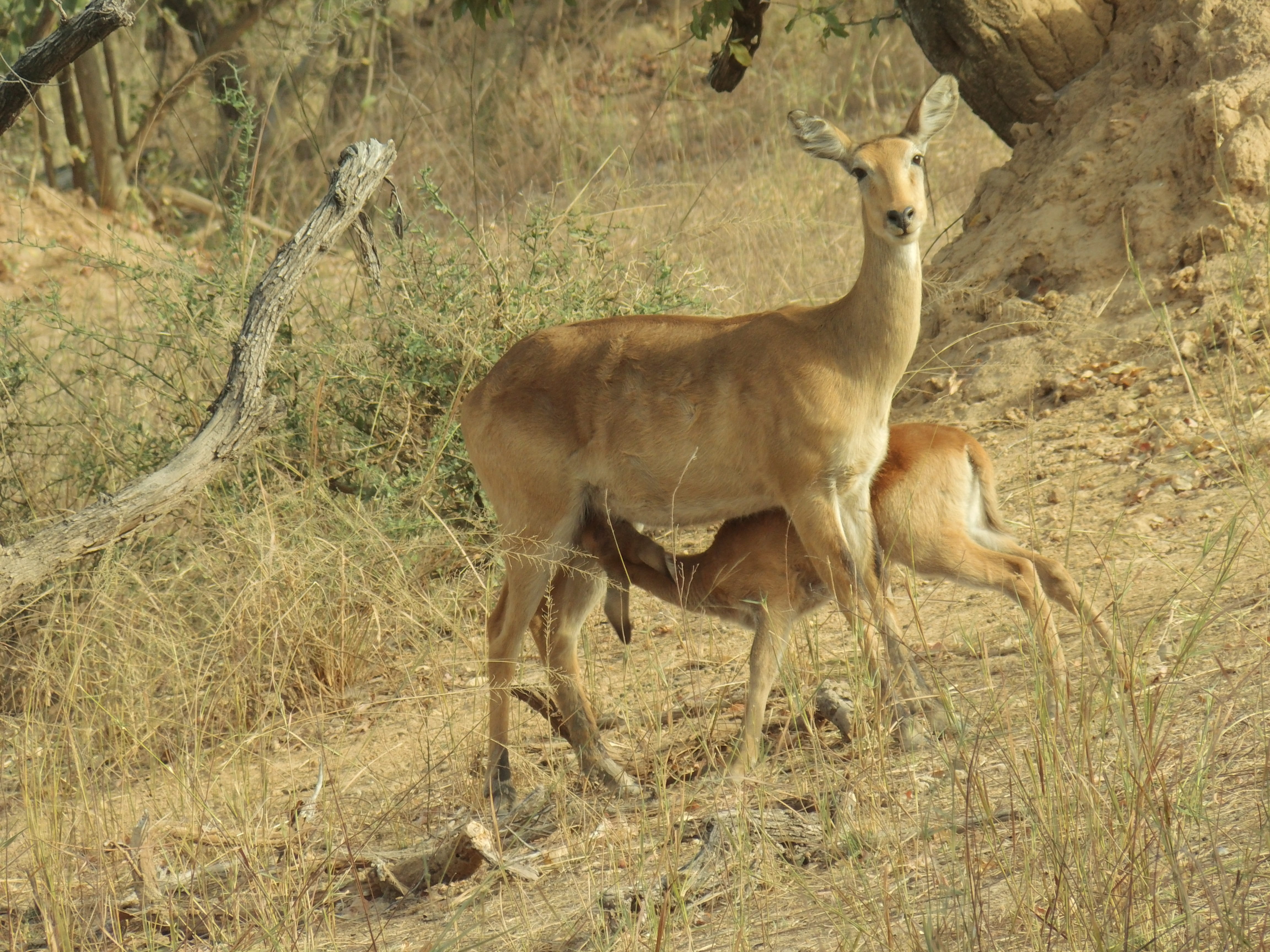 animals in the wild, Female, animal themes, side view, february, herbivorous, land, Calf, 4K, dry season, tree, Suckling, gray, brown, outdoors, vertebrate, HD Wallpaper