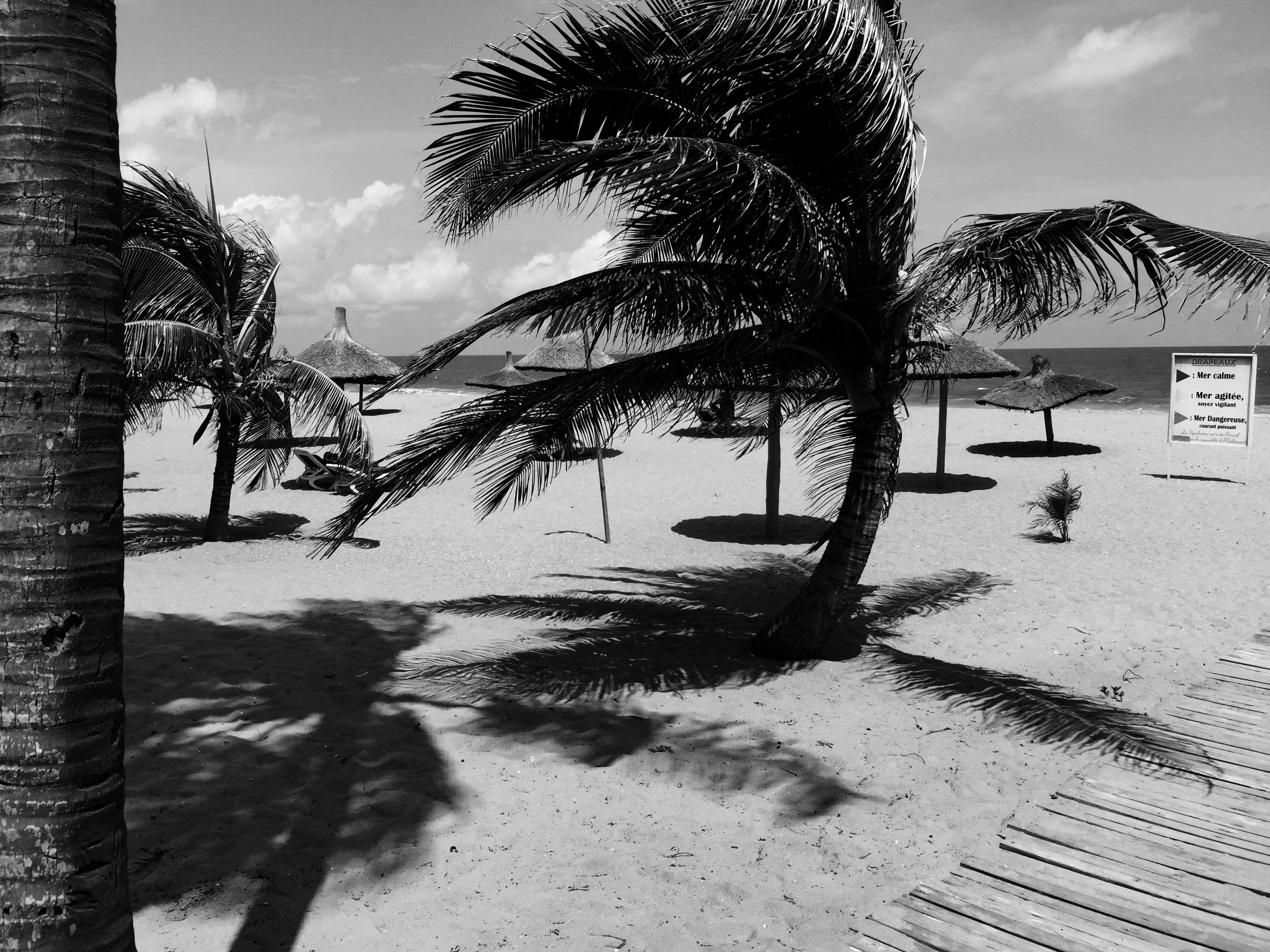 tree trunk, tranquil scene, beach, coconut palm tree, 2K, sand, growth, cloud - sky, wind, water, outdoors, tropical climate, nature, benin, trunk, no people, HD Wallpaper