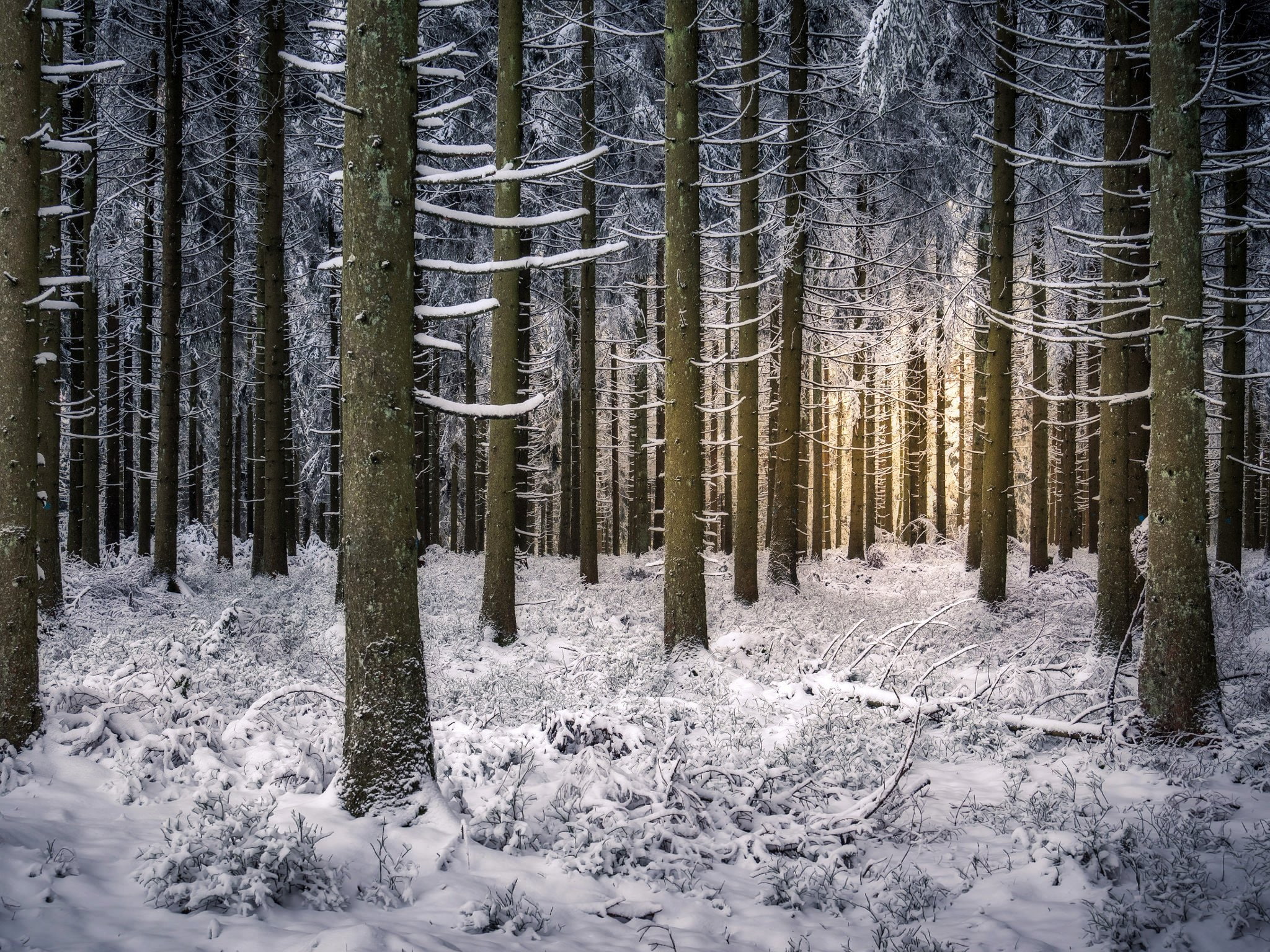 forest, germany, branches, winter, 1080P, trees, snow, baiersbronn, baden-wurttemberg, HD Wallpaper