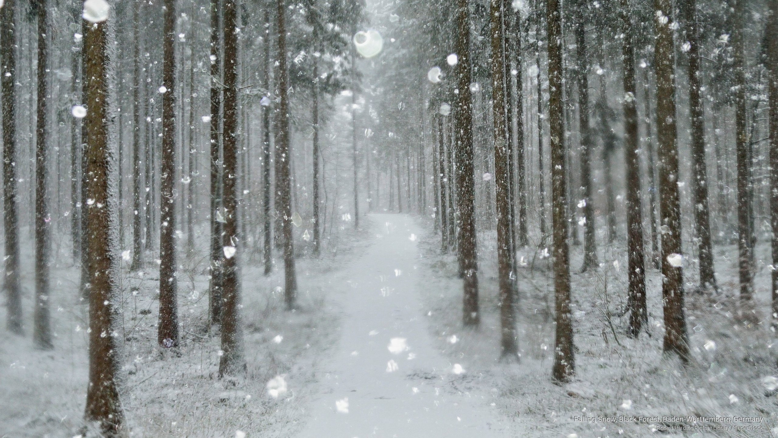 Nature, wurttemberg, black, 2K, falling, snow, forest, germany, baden, HD Wallpaper