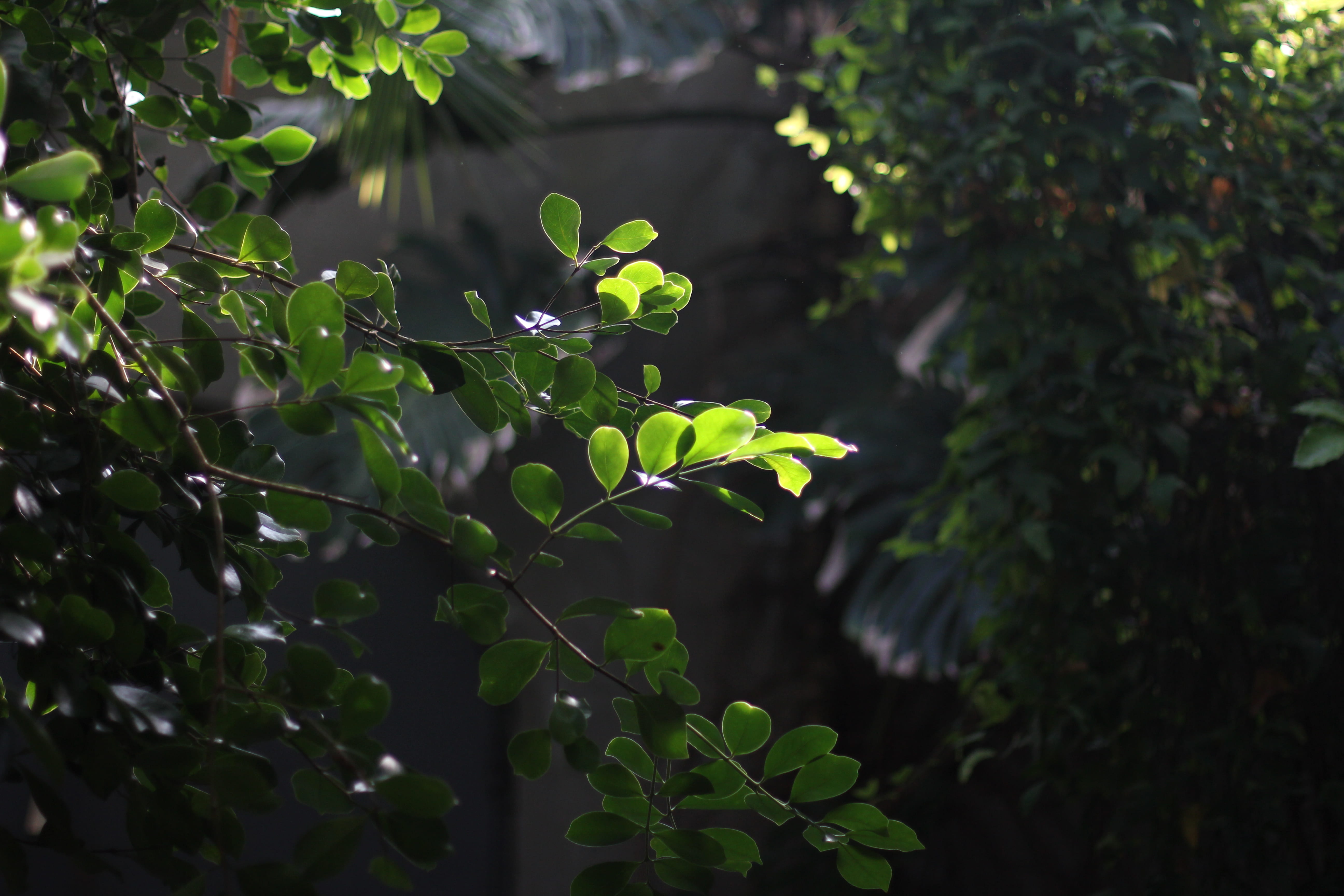 vulnerability, 5K, plant, green color, focus on foreground, outdoors, beauty in nature, day, growth, nature, konstanz, leaf, plant part, sunlight, tree, HD Wallpaper