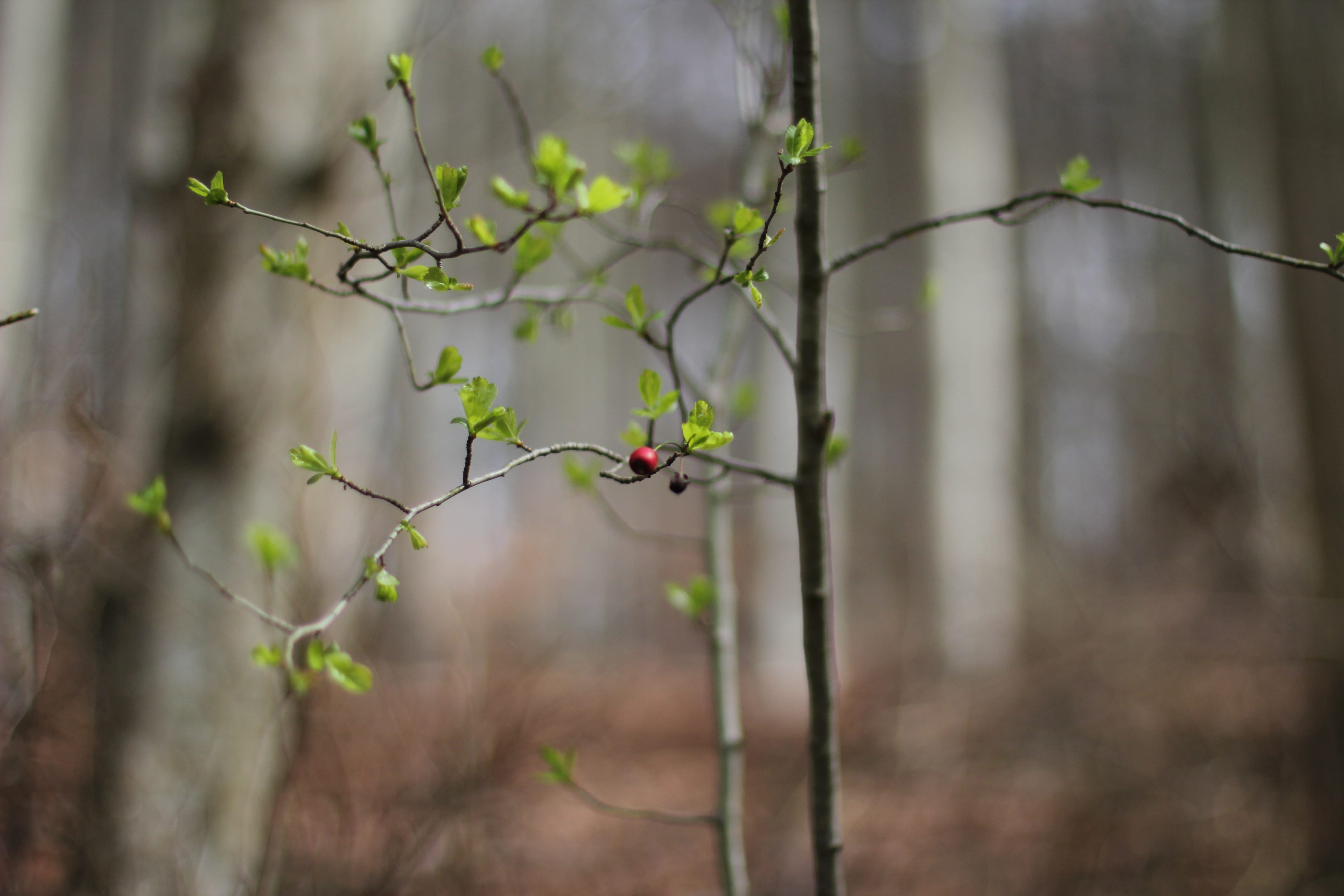 no people, outdoors, freiburg, tranquility, nature, day, vulnerability, plant stem, flower, growth, tree, germany, 5K, focus on foreground, berry, beauty in nature, HD Wallpaper