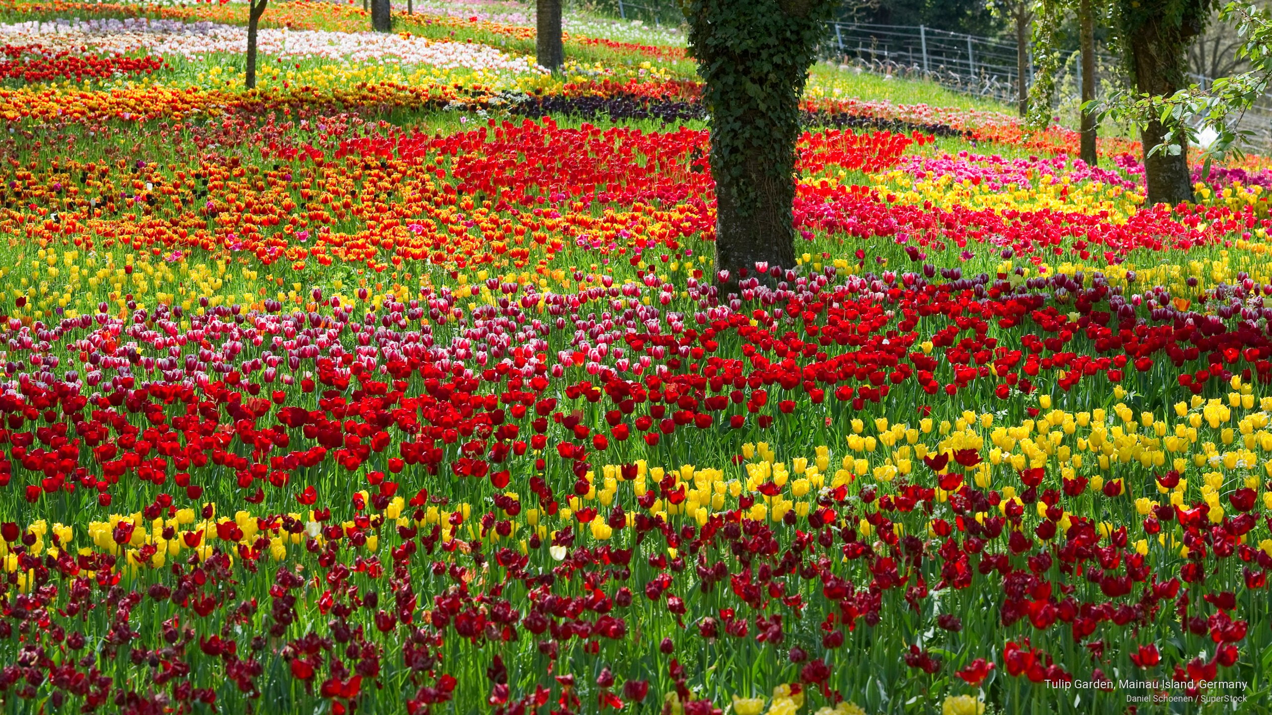 island, tulip, 2K, mainau, Flowers/Gardens, germany, garden, HD Wallpaper