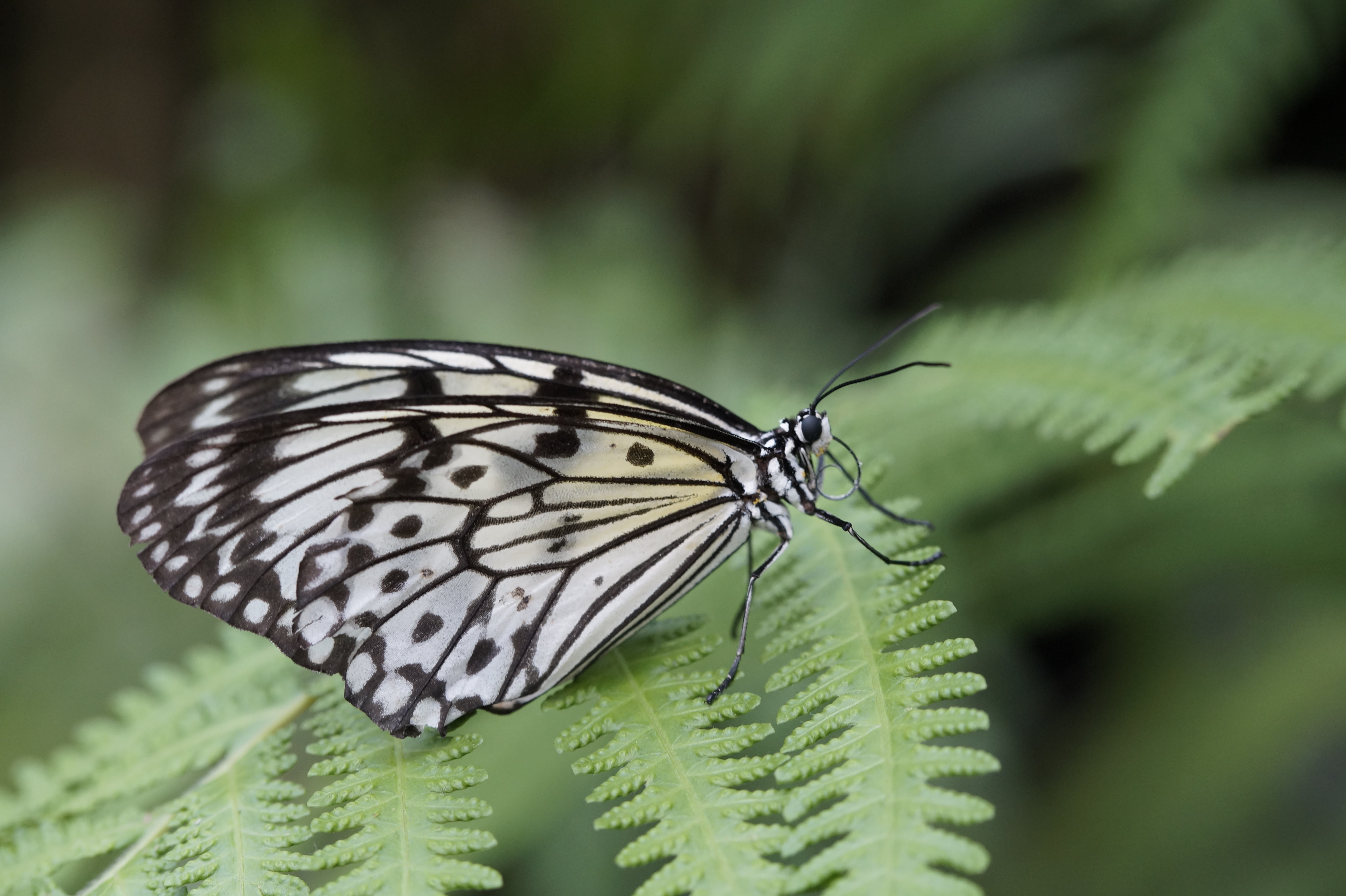 insect, animal themes, animal body part, animal, animals in the wild, black and white, focus on foreground, exotic, butterfly - Insect, idea leuconoe, butterfly house, HD Wallpaper