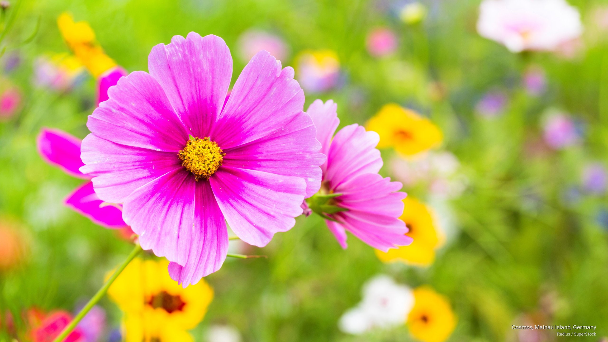 germany, cosmos, 2K, Flowers/Gardens, island, mainau, HD Wallpaper