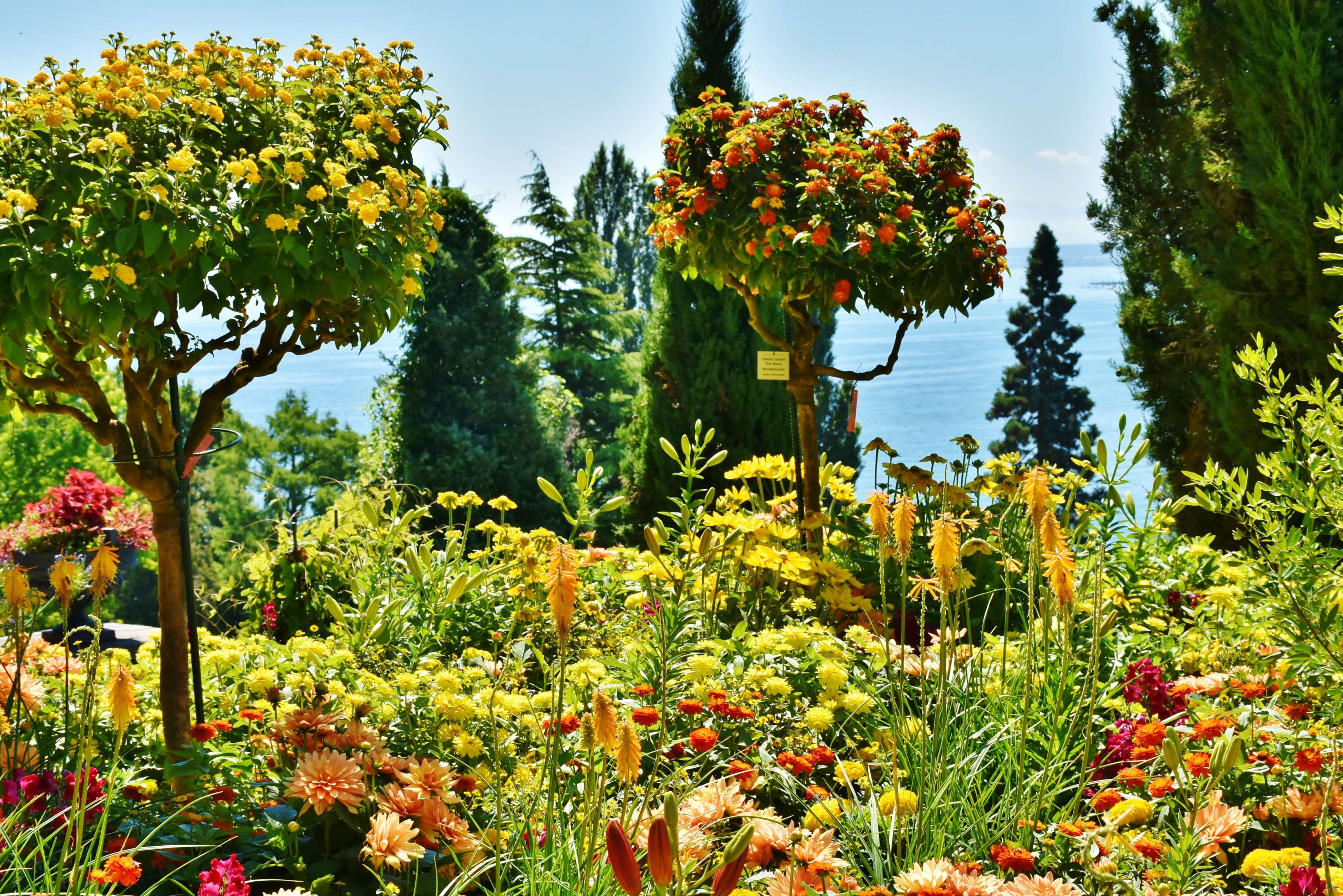 sky, park, lake, tree, sunlight, flower, field, tranquility, stairs, summer, growth, scenics - nature, mainau, plant, nature, tourism, land, water, water feature, HD Wallpaper