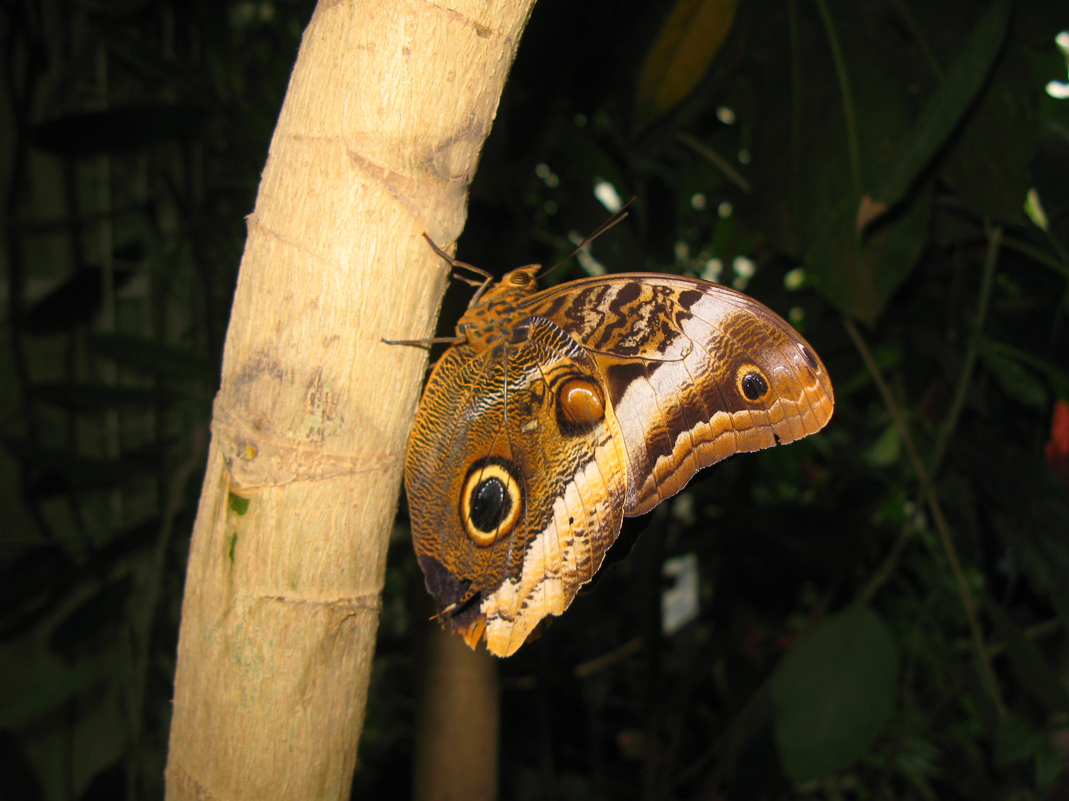 wood - material, 2K, tree, one animal, butterfly, poisonous, nature, focus on foreground, outdoors, trunk, animal, animal themes, no people, animals in the wild, HD Wallpaper