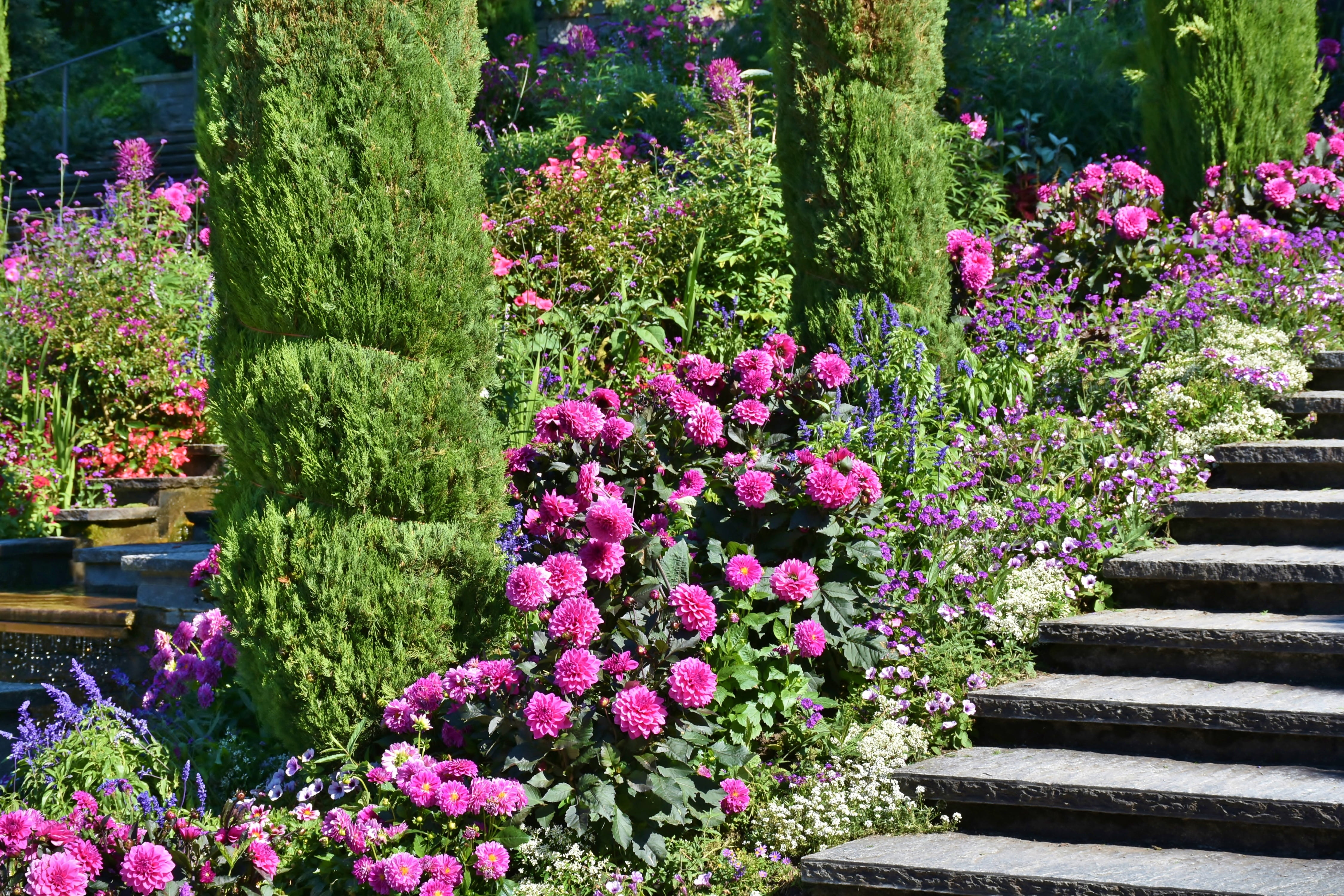 petaled, tranquility, places of interest, view, freshness, park, planted, flowering plant, dahlias, lake, beauty in nature, ornamental garden, nature, beside, HD Wallpaper