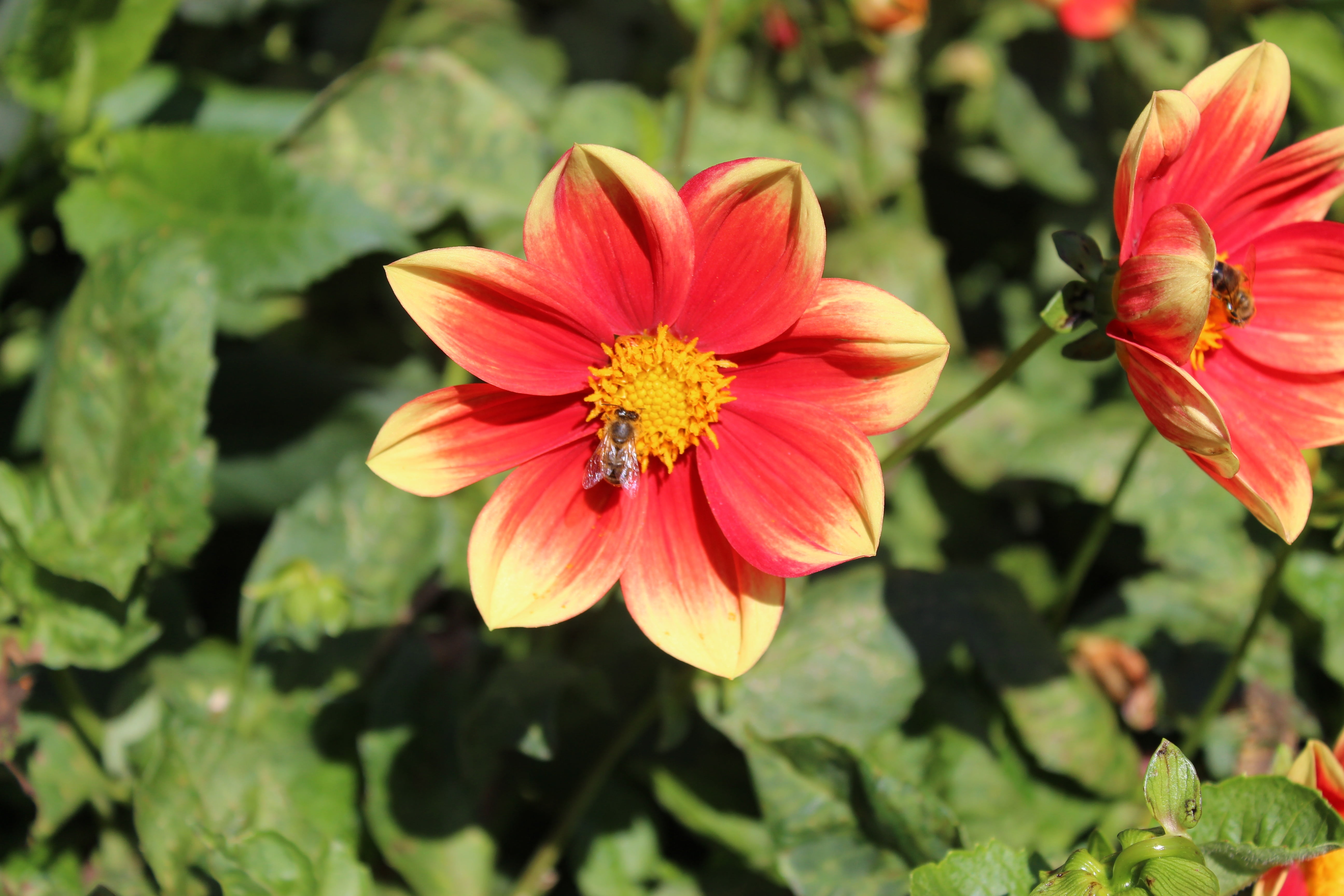 outdoors, blossom, petal, flower, growth, pollen, 5K, plant, day, lake constance, bloom, no people, dahlia, nature, inflorescence, stamen, flowering plant, HD Wallpaper