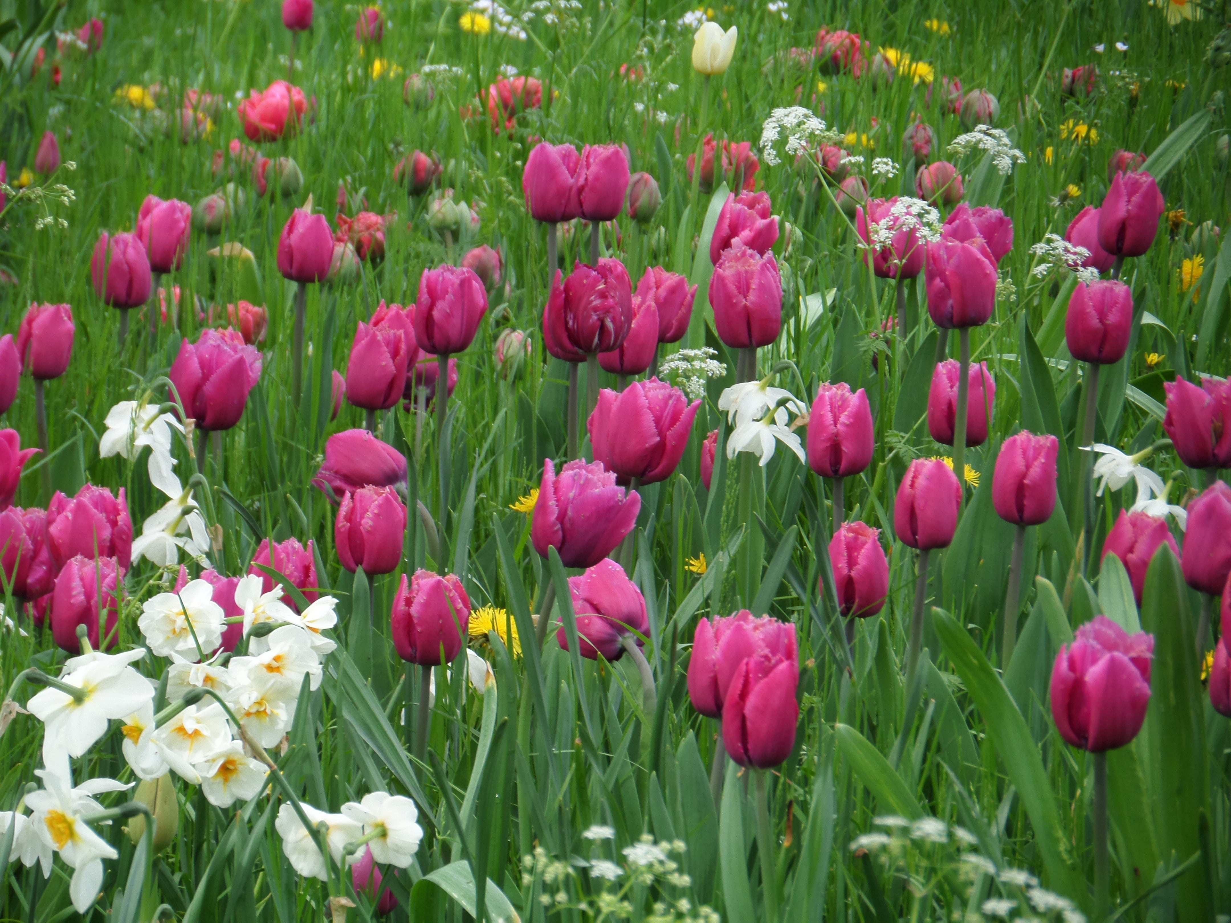 pink, flower, green, growth, field, pink color, day, 4K, nature, plant, flowering plant, tulips, violet, purple, botany, flowerbed, no people, flower head, HD Wallpaper