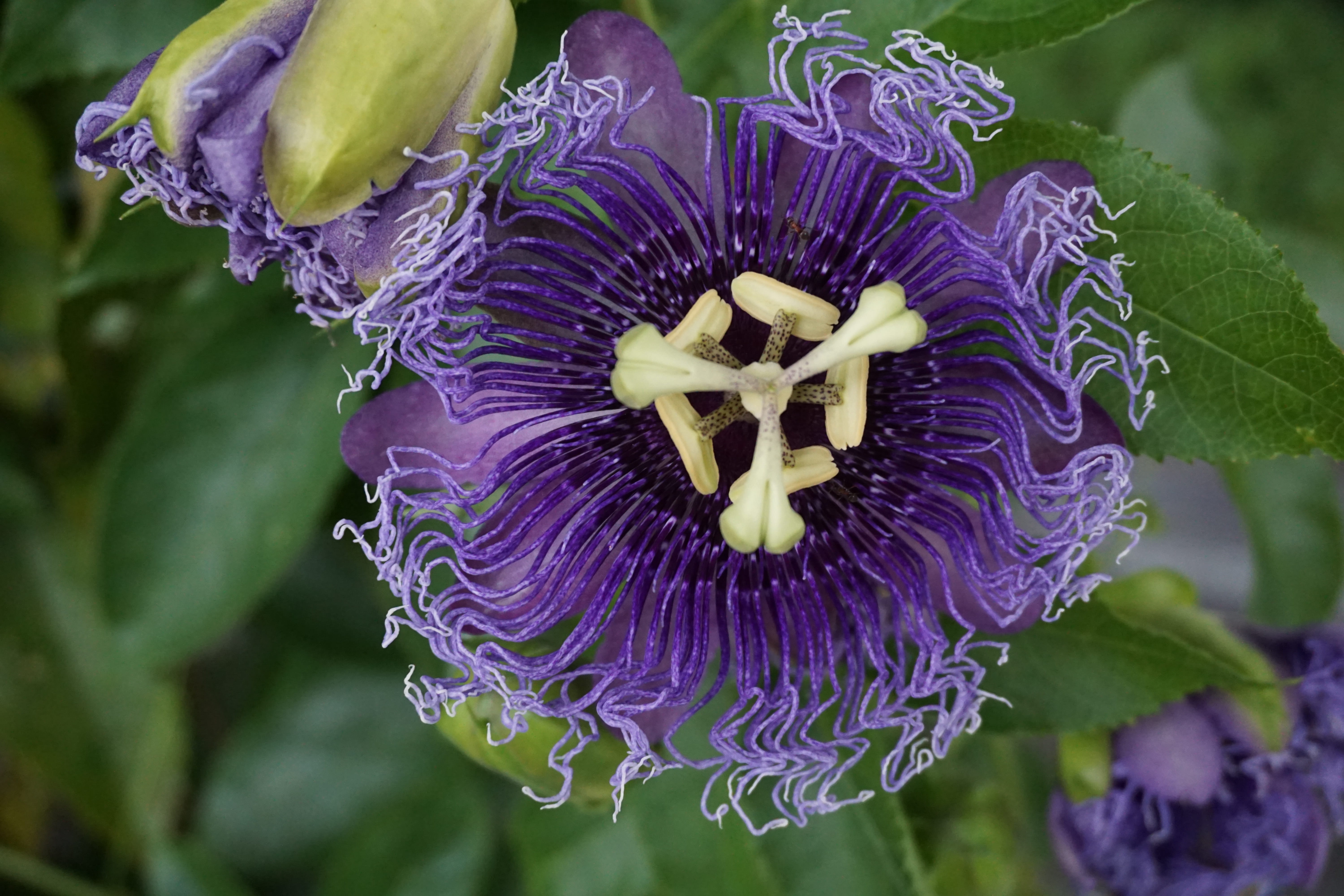 flowering plant, plant, freshness, 5K, mainau island, growth, passion flower, purple, focus on foreground, iris - plant, flower head, close-up, flower, HD Wallpaper